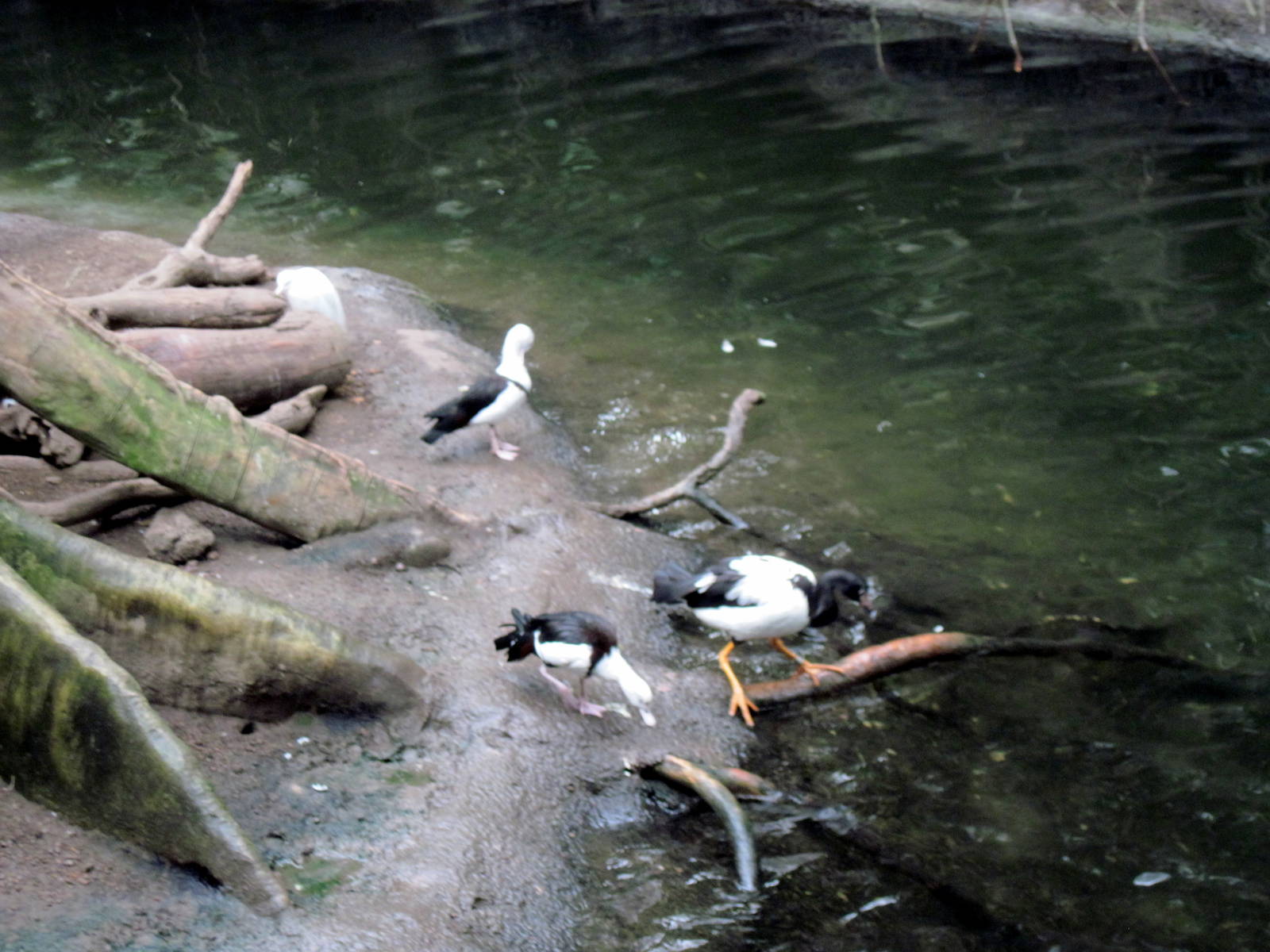 Lied Jungle-Radjah Shelducks and Magpie Goose