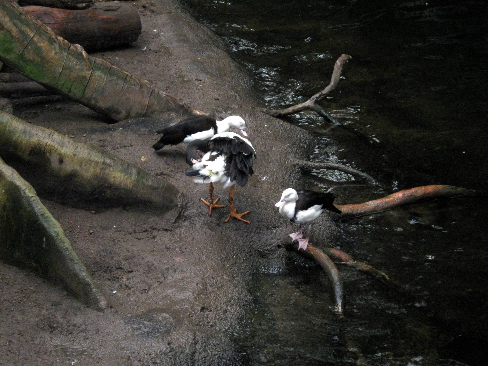 Lied Jungle-Radjah Shelducks