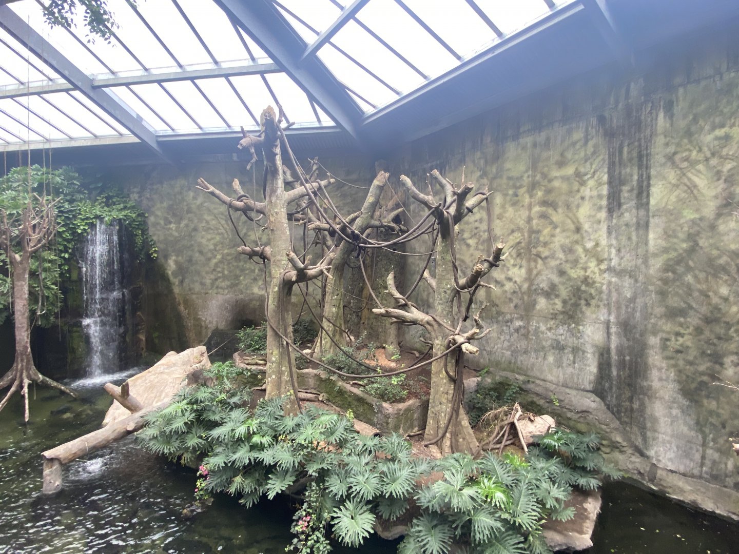 Lied Jungle - Red-Backed Bearded Saki/Common Squirrel Monkey/Lowland Paca Exhibit