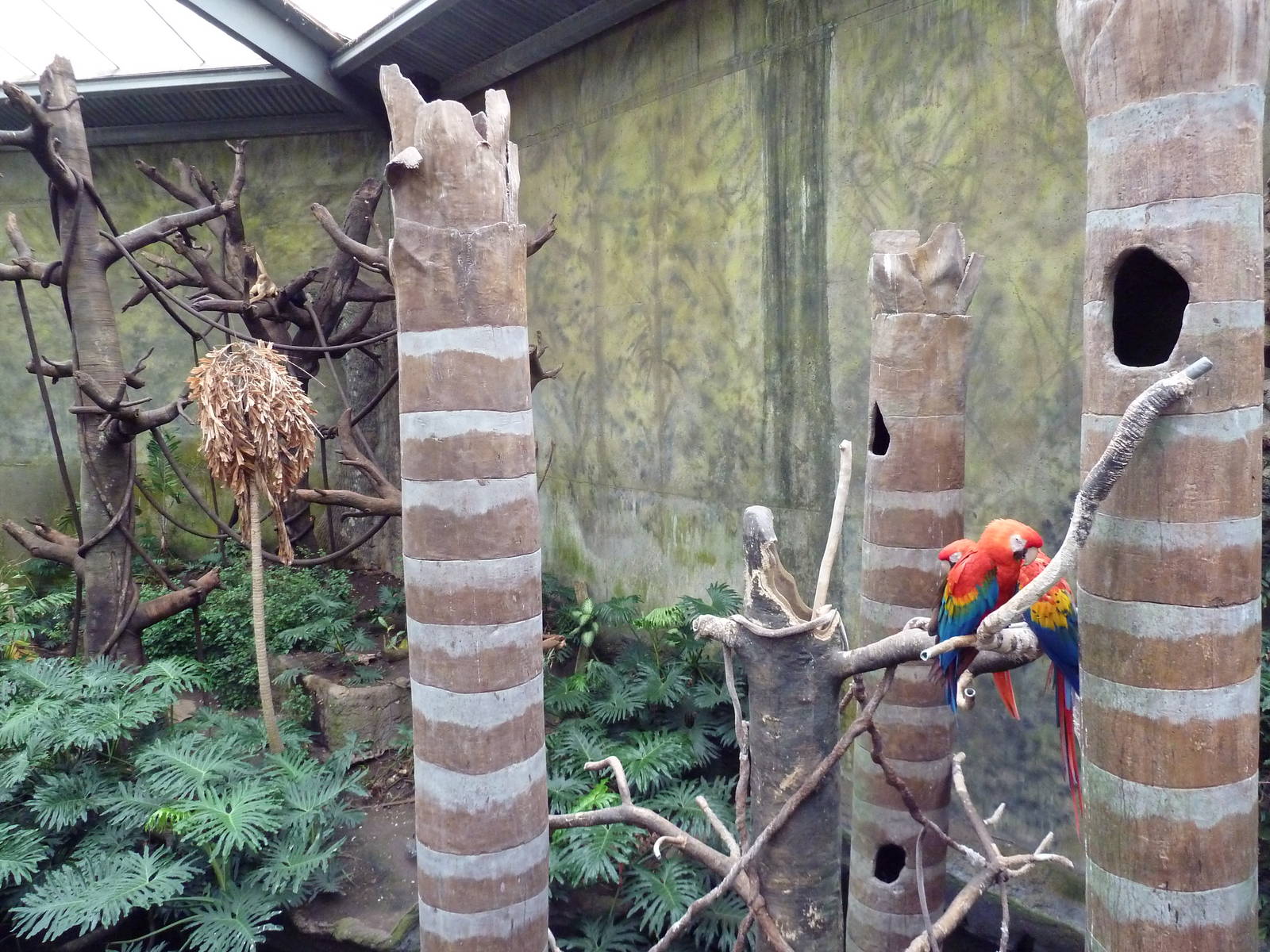 Lied Jungle - Red-Backed Bearded Saki Monkey/Black Howler Monkey/Macaw Exhi