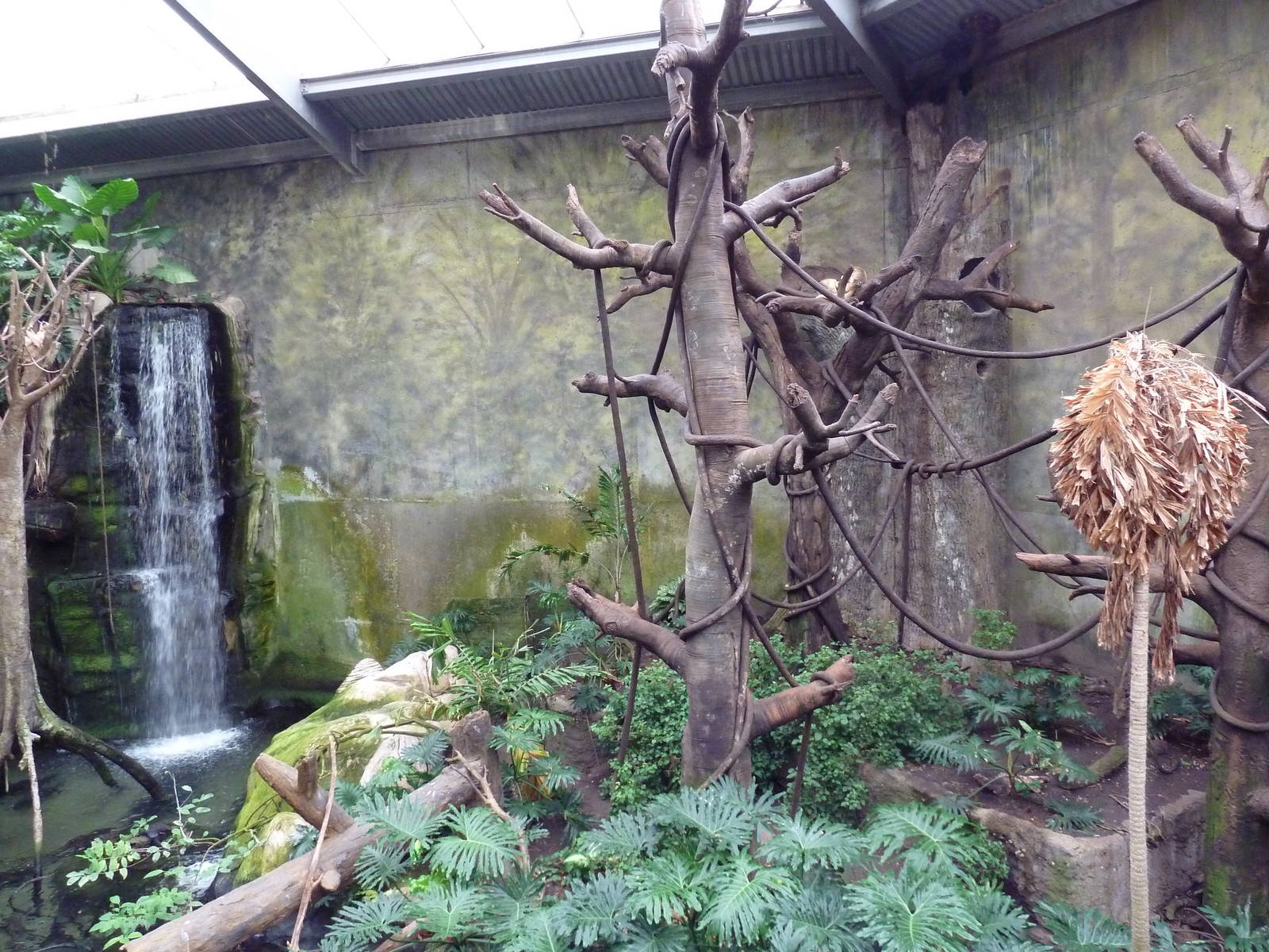 Lied Jungle - Red-Backed Bearded Saki Monkey/Black Howler Monkey/Macaw Exhi