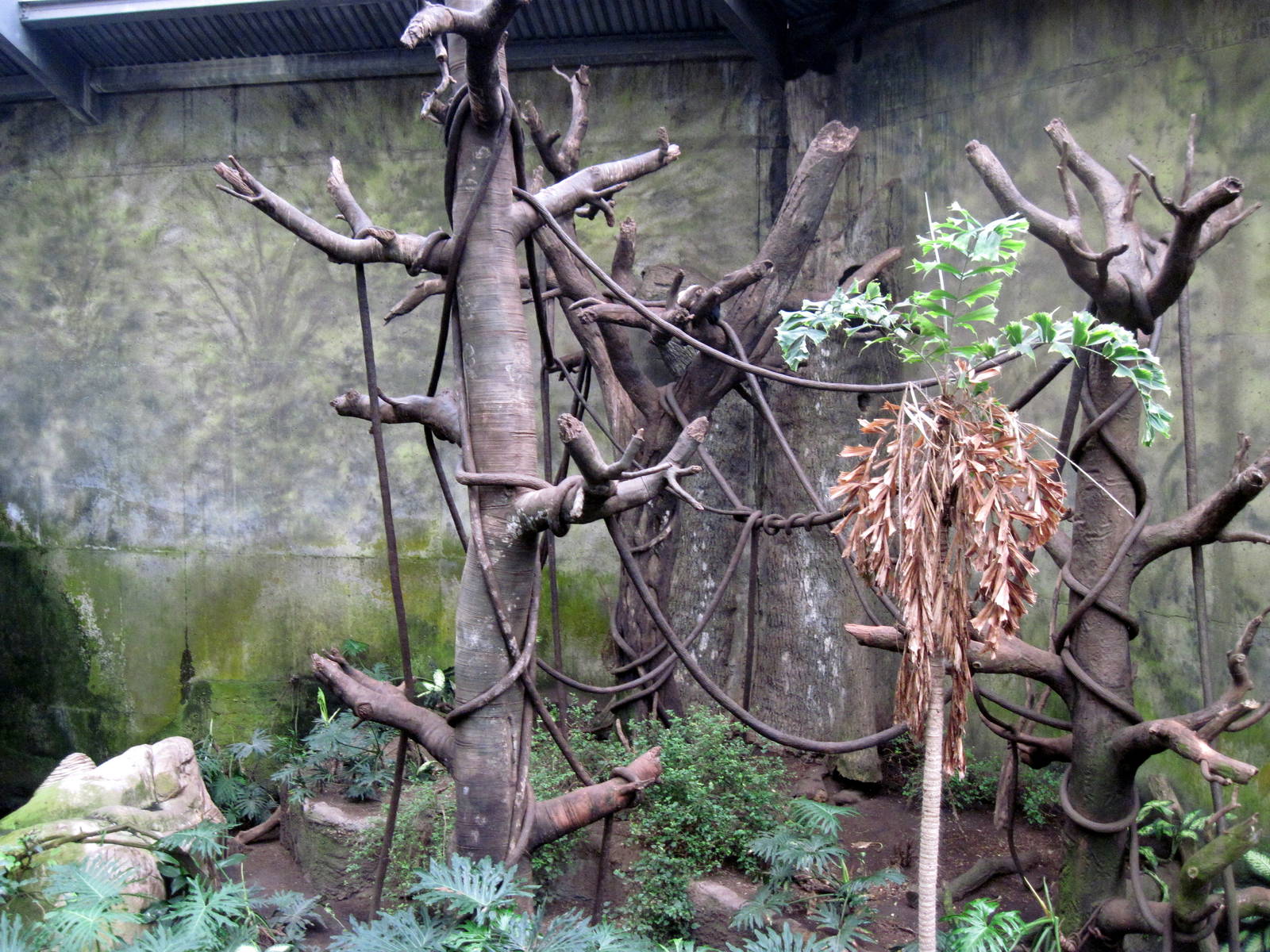 Lied Jungle-Red-backed Bearded Saki Monkey/Mostached Tamarin Exhibit