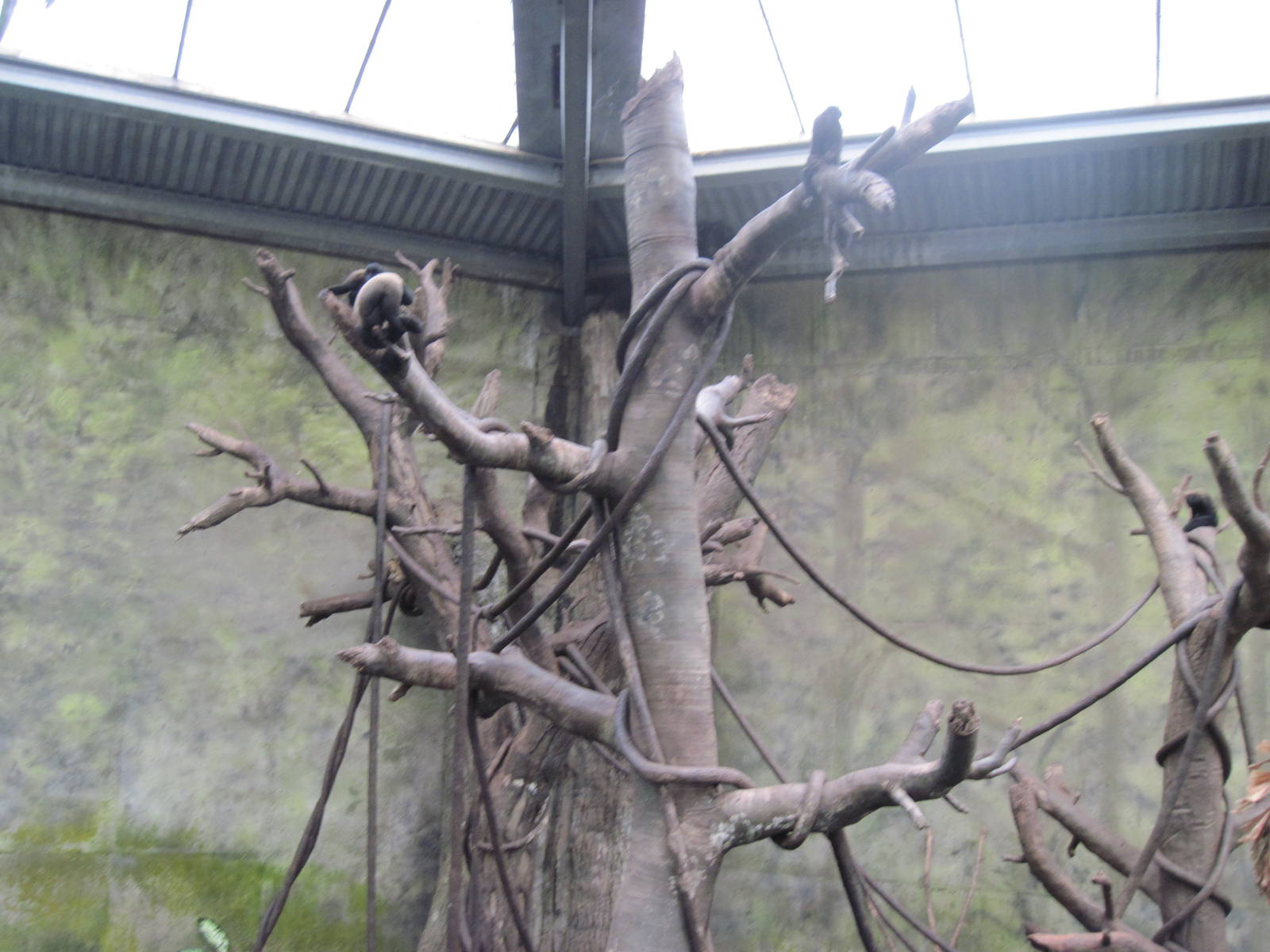 Lied Jungle-Red-bearded Saki Monkey Exhibit