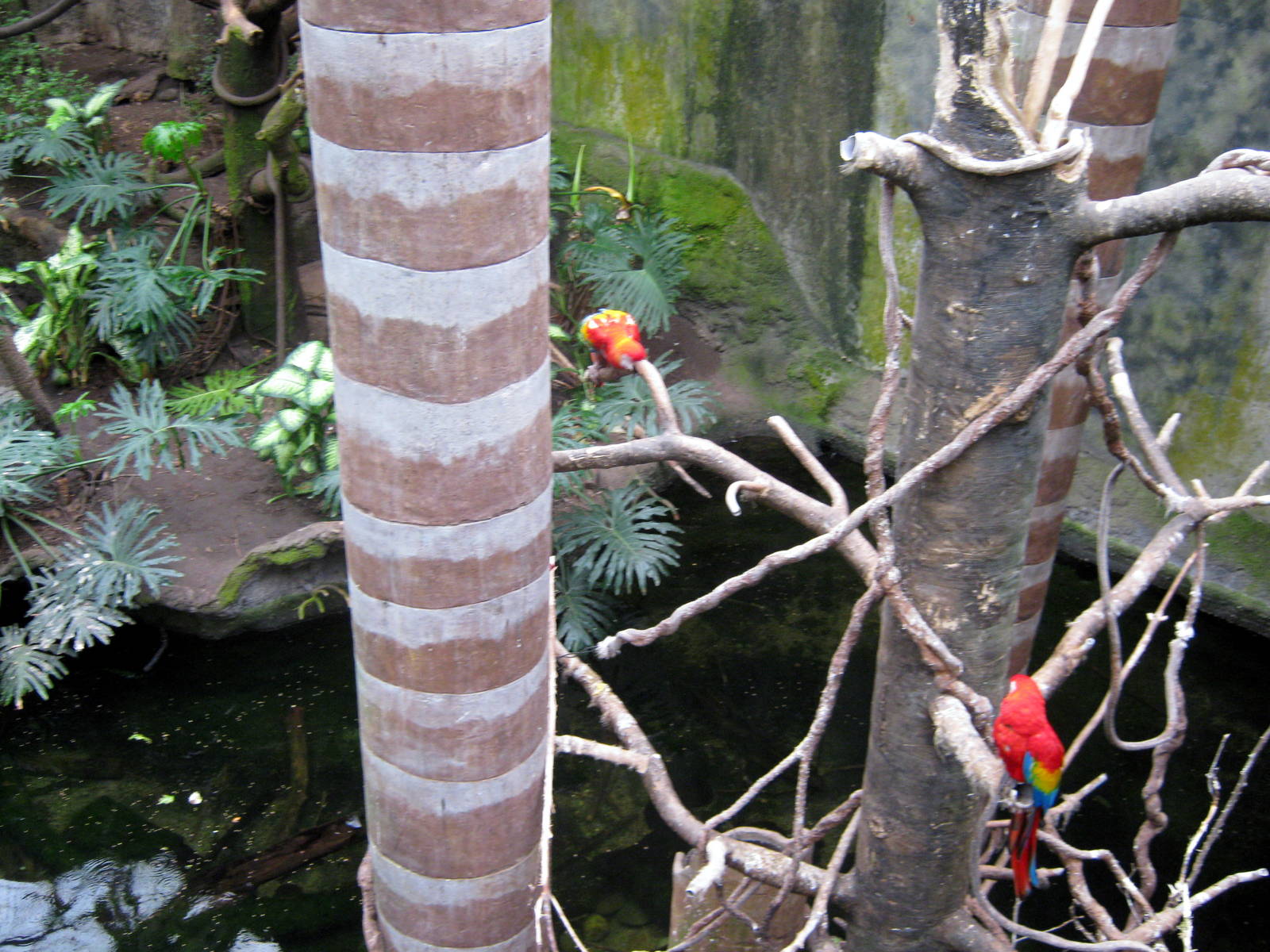 Lied Jungle-Scarlet Macaws