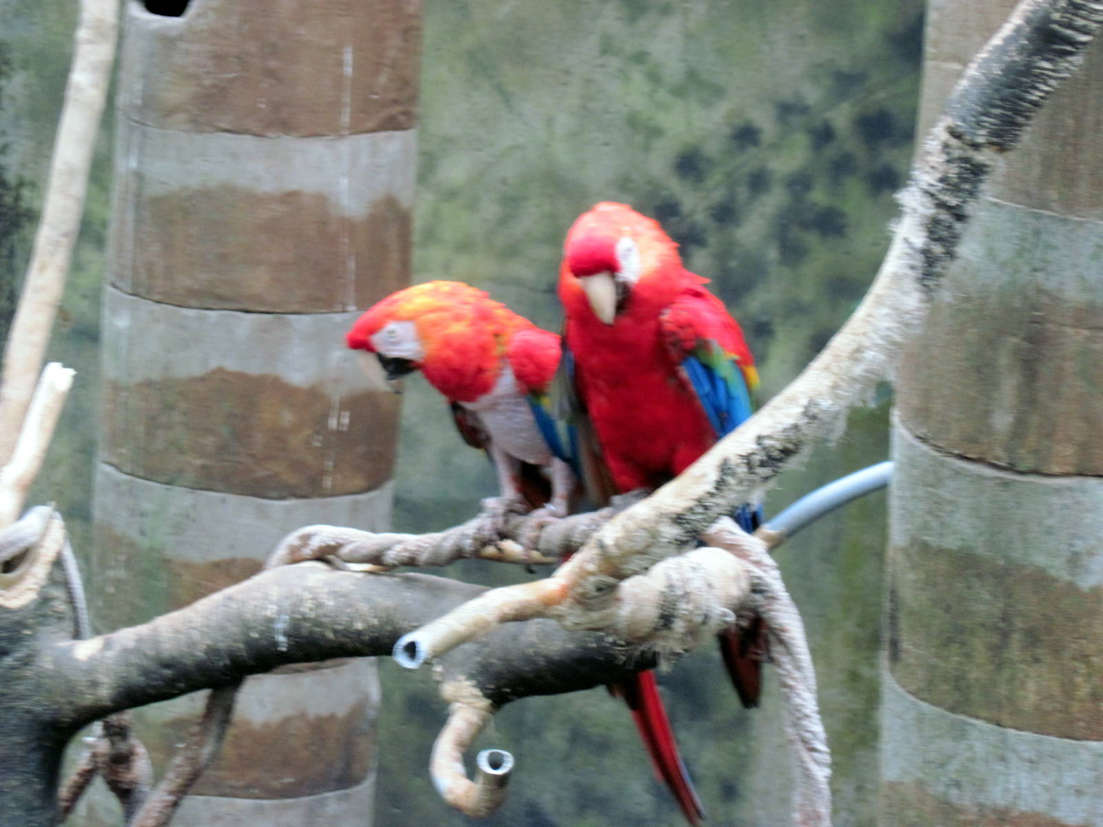 Lied Jungle-Scarlet Macaws