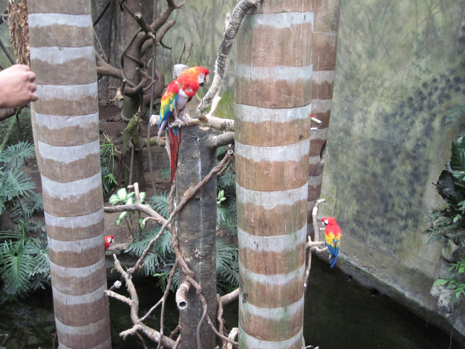 Lied Jungle-Scarlet Macaws