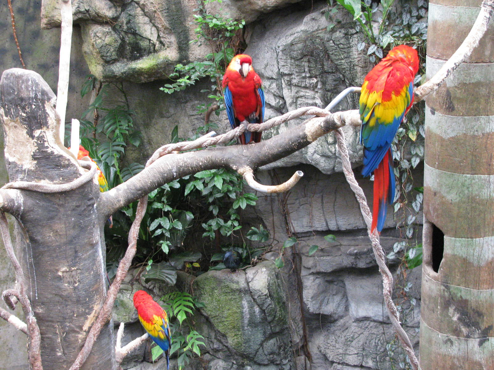 Lied Jungle-Scarlet Macaws