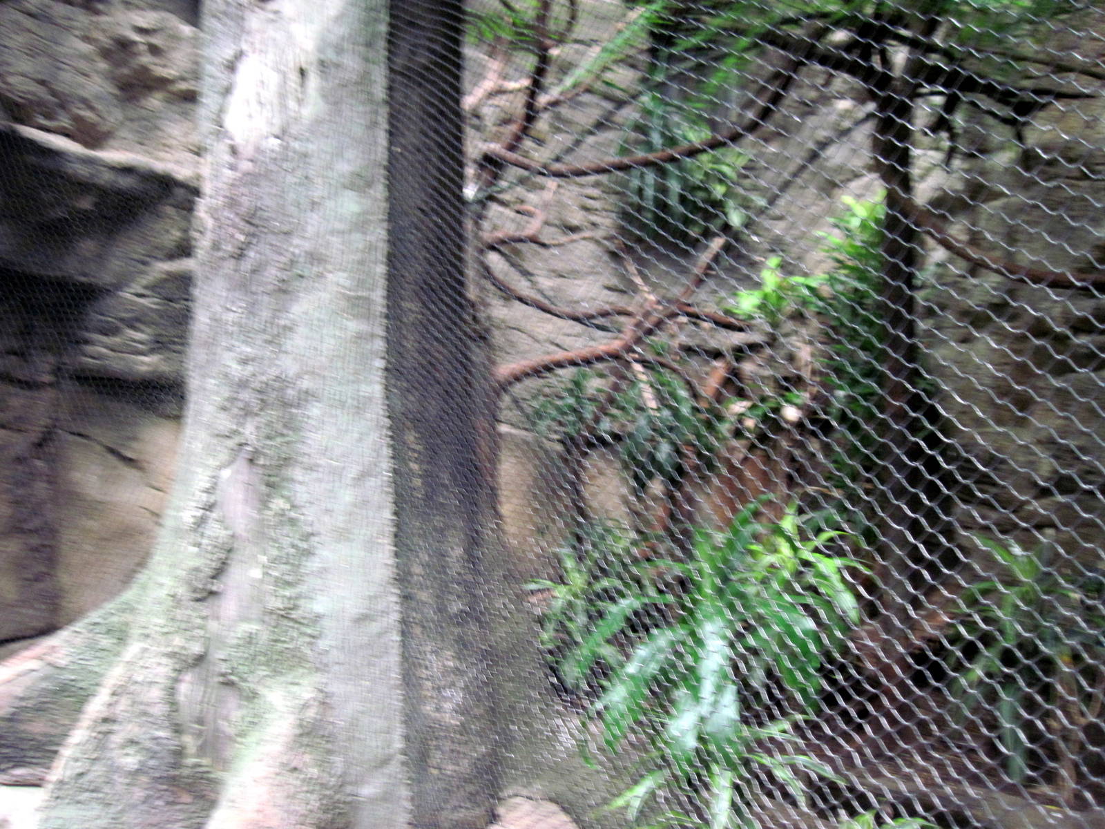 Lied Jungle-Silvery-cheeked Hornbill/African Pygmy Goose/Green Woodhoopoe/V