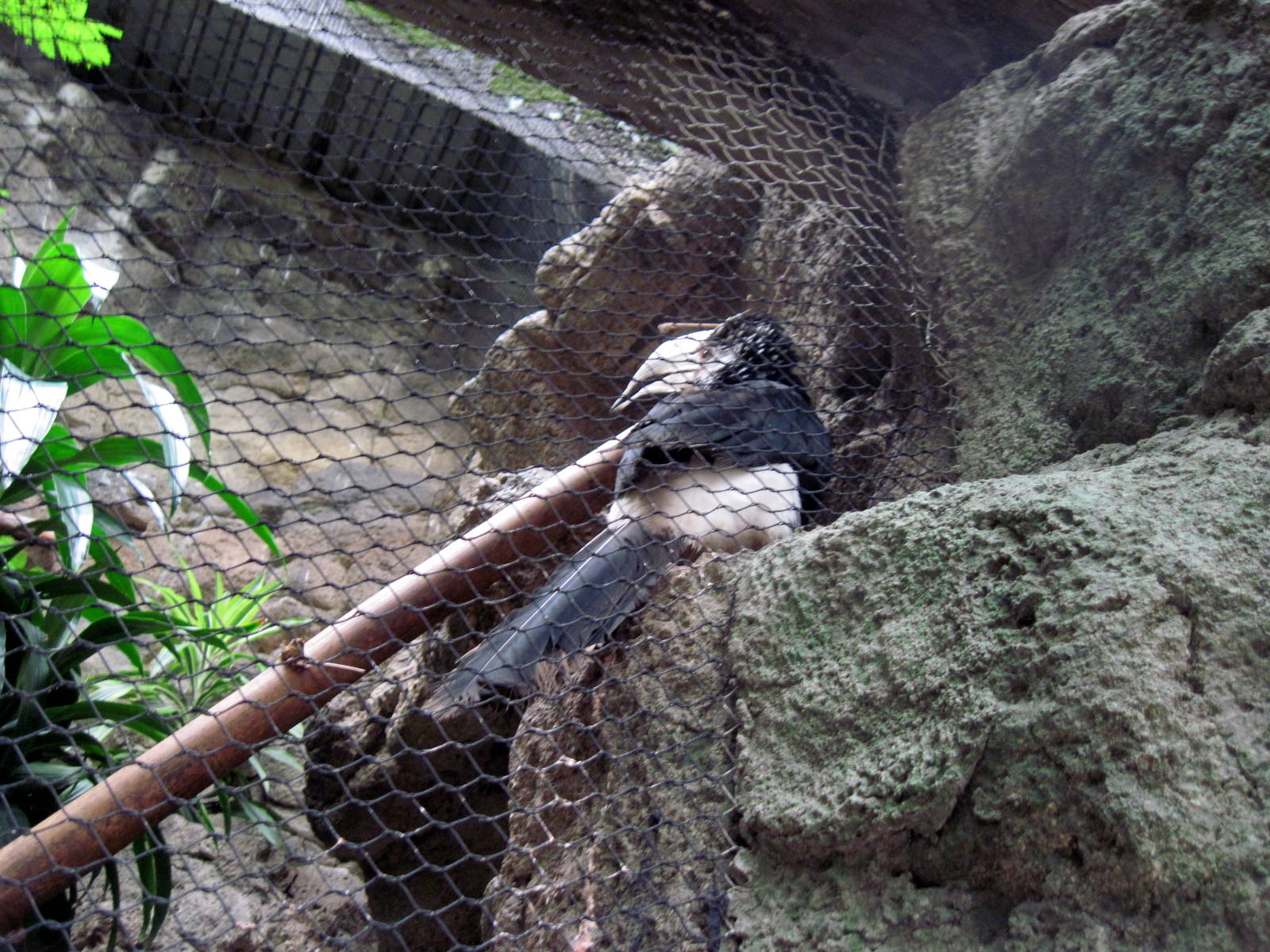 Lied Jungle-Silvery-cheeked Hornbill