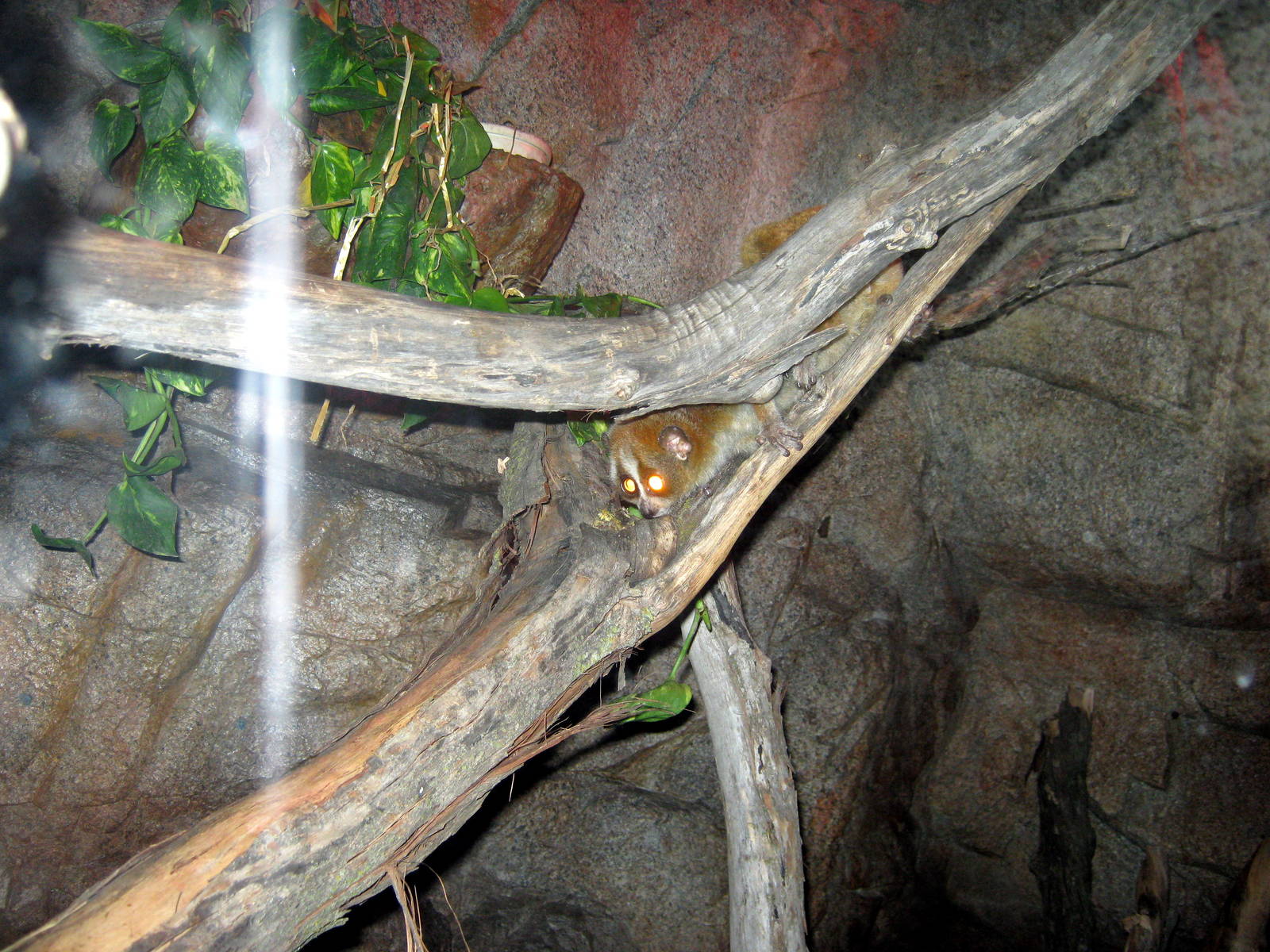 Lied Jungle-Slow Loris