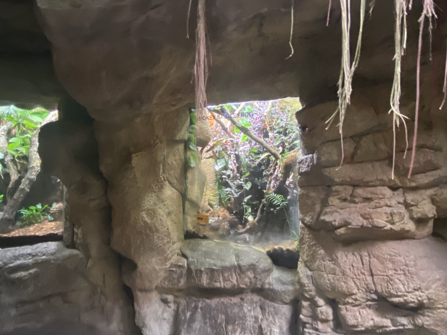 Lied Jungle - Smoky Jungle Frog Terrarium