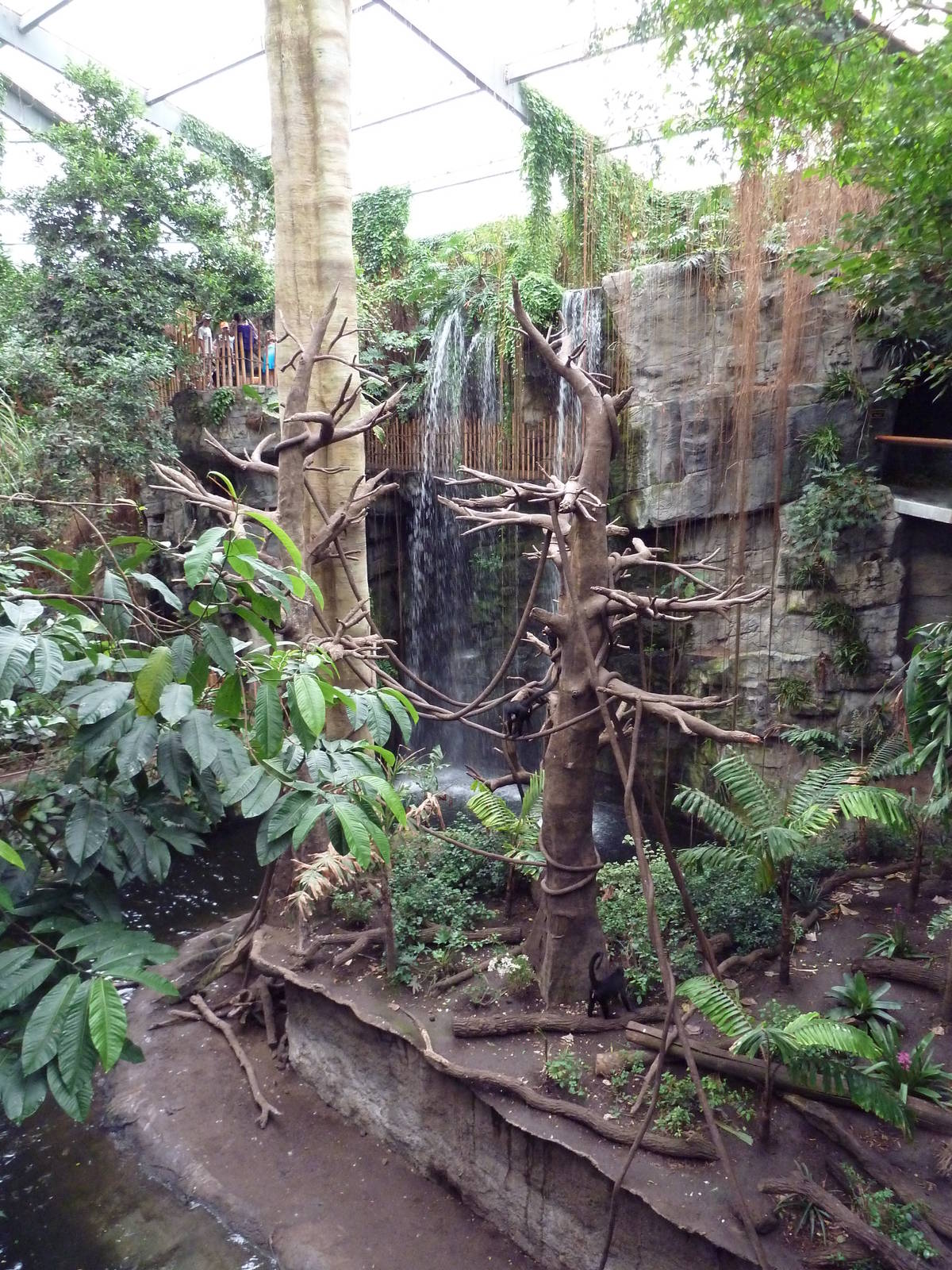 Lied Jungle - Spider Monkey/Baird's Tapir Exhibit