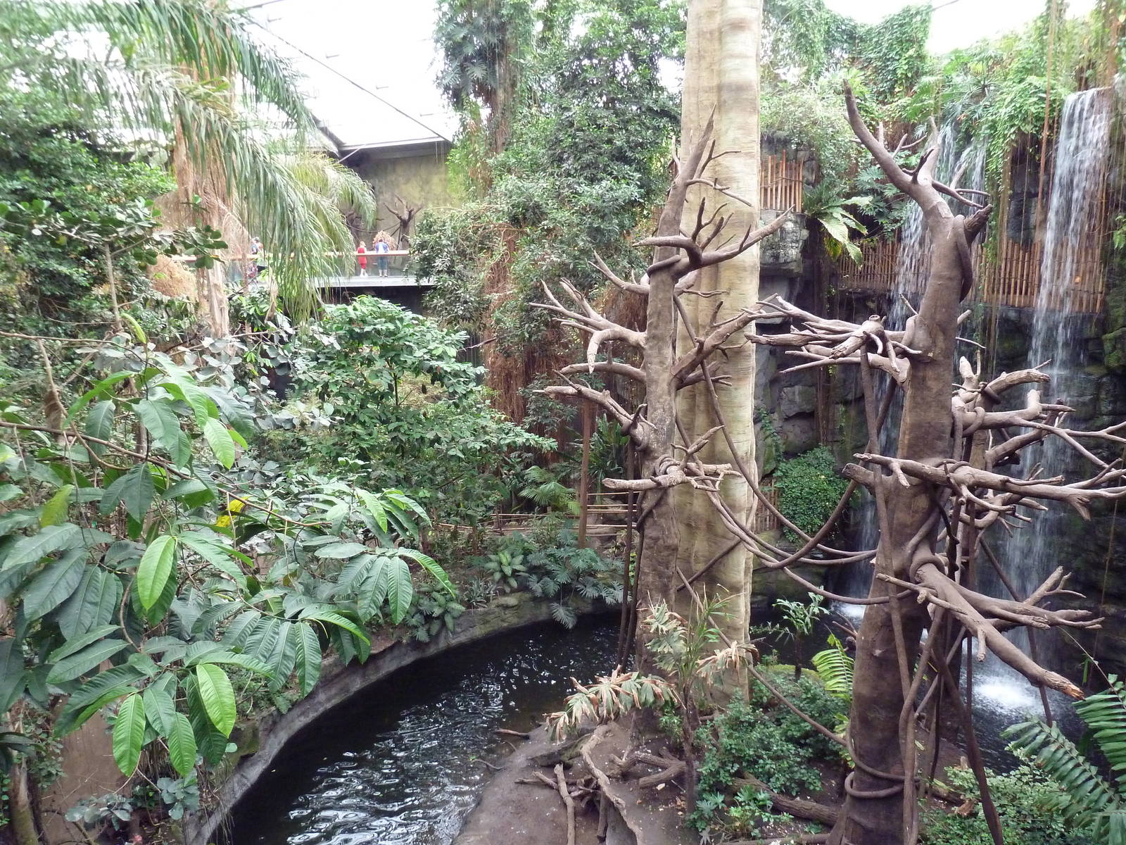 Lied Jungle - Spider Monkey/Baird's Tapir Exhibit