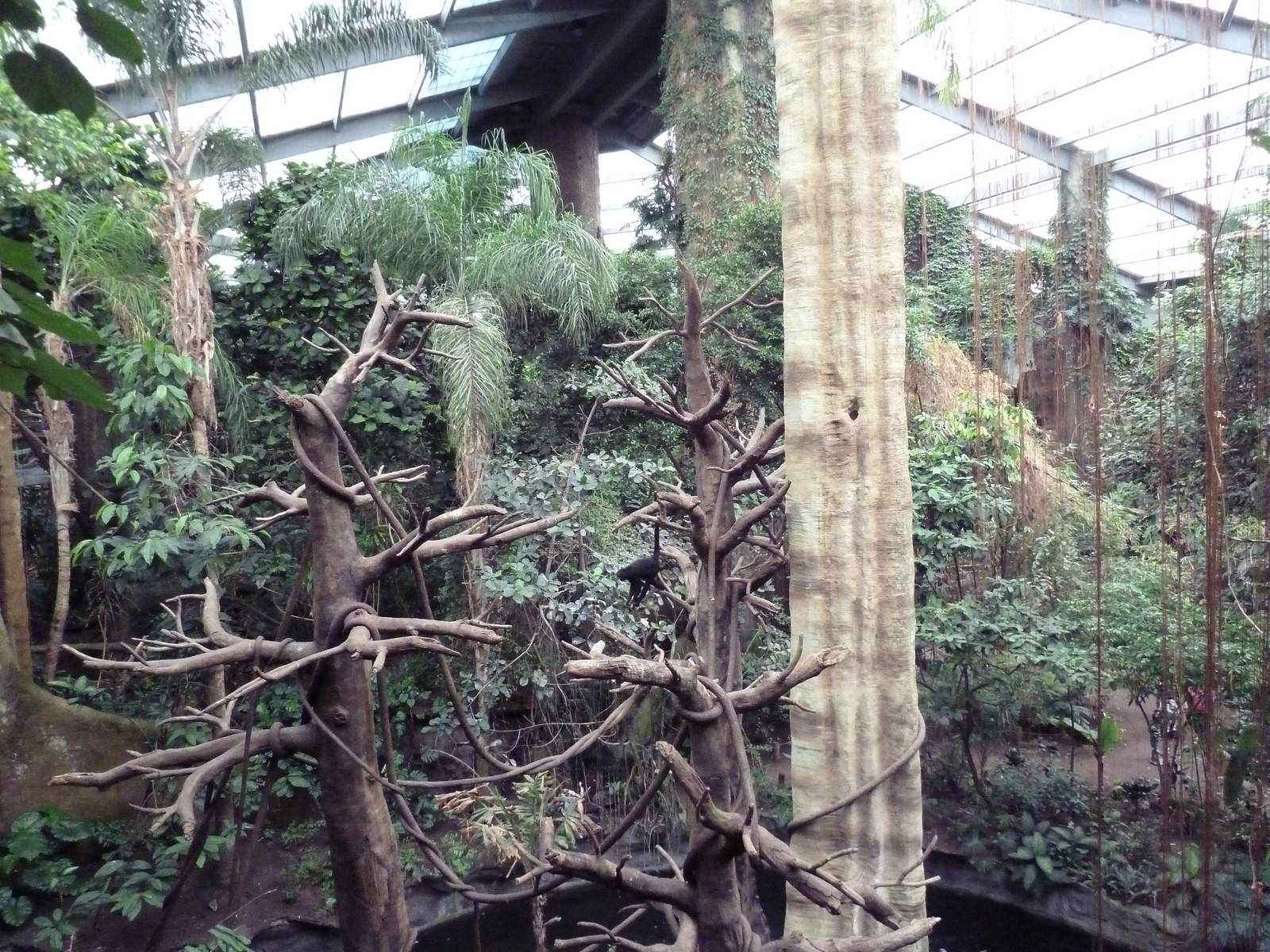 Lied Jungle - Spider Monkey/Baird's Tapir Exhibit