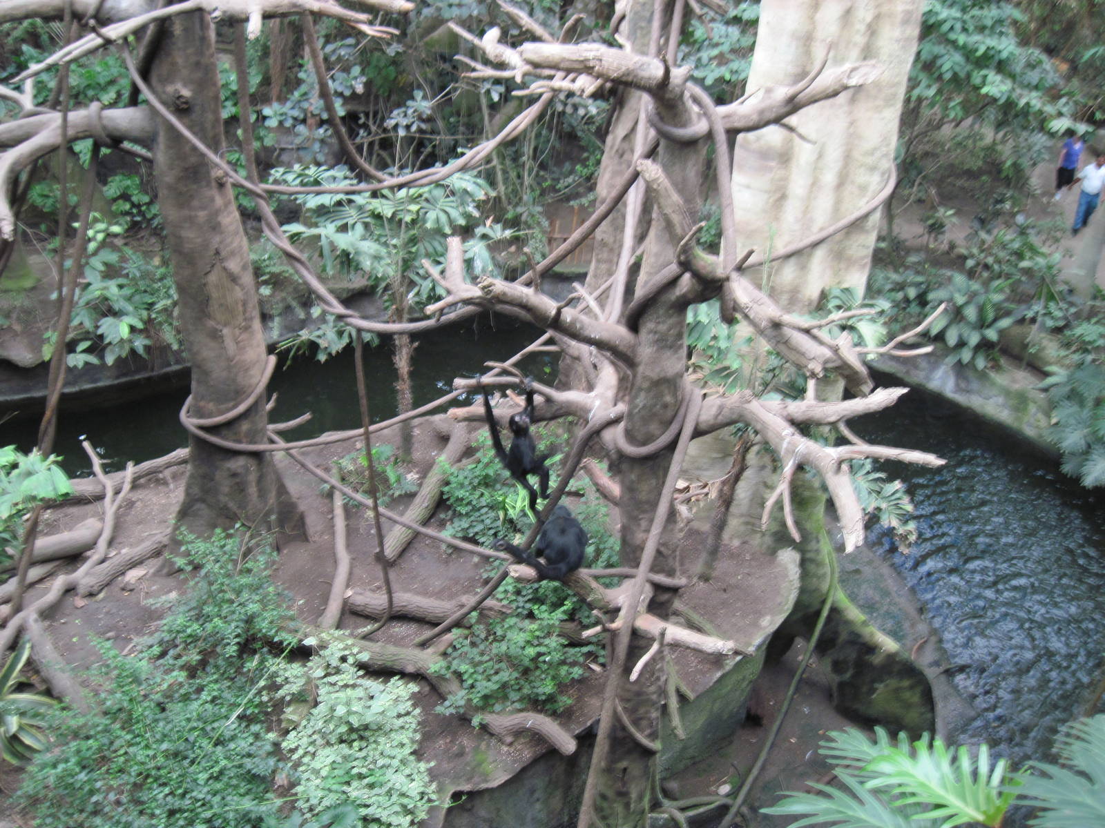 Lied Jungle-Spider Monkey/Capuchin Monkey Exhibit