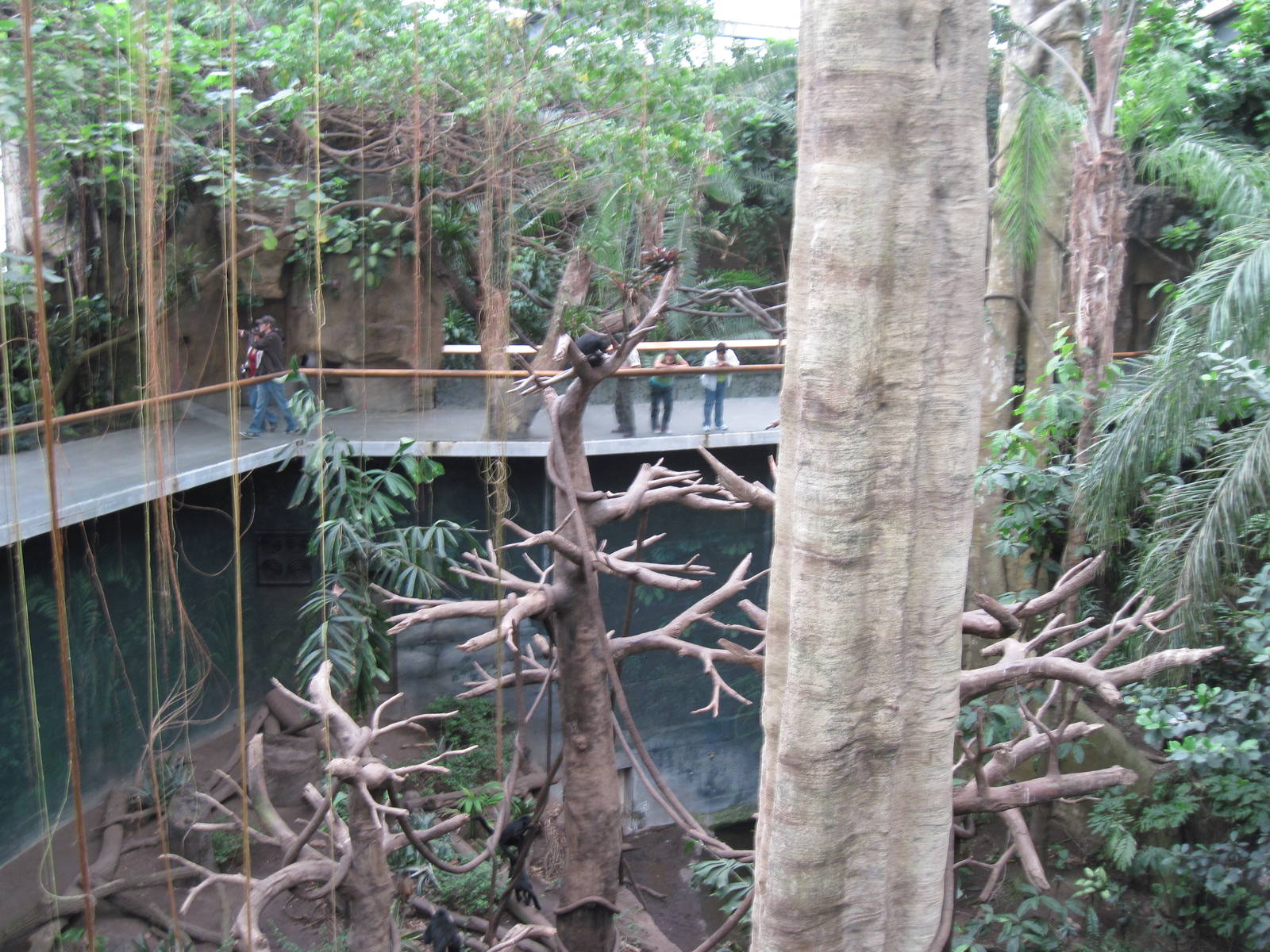 Lied Jungle-Spider Monkey/ Capuchin Monkey Exhibit