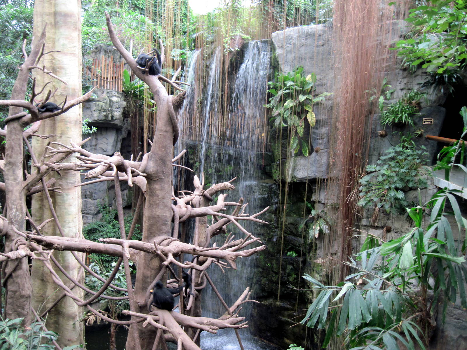 Lied Jungle-Spider Monkey/White-fronted Capuchin Monkey Exhibit