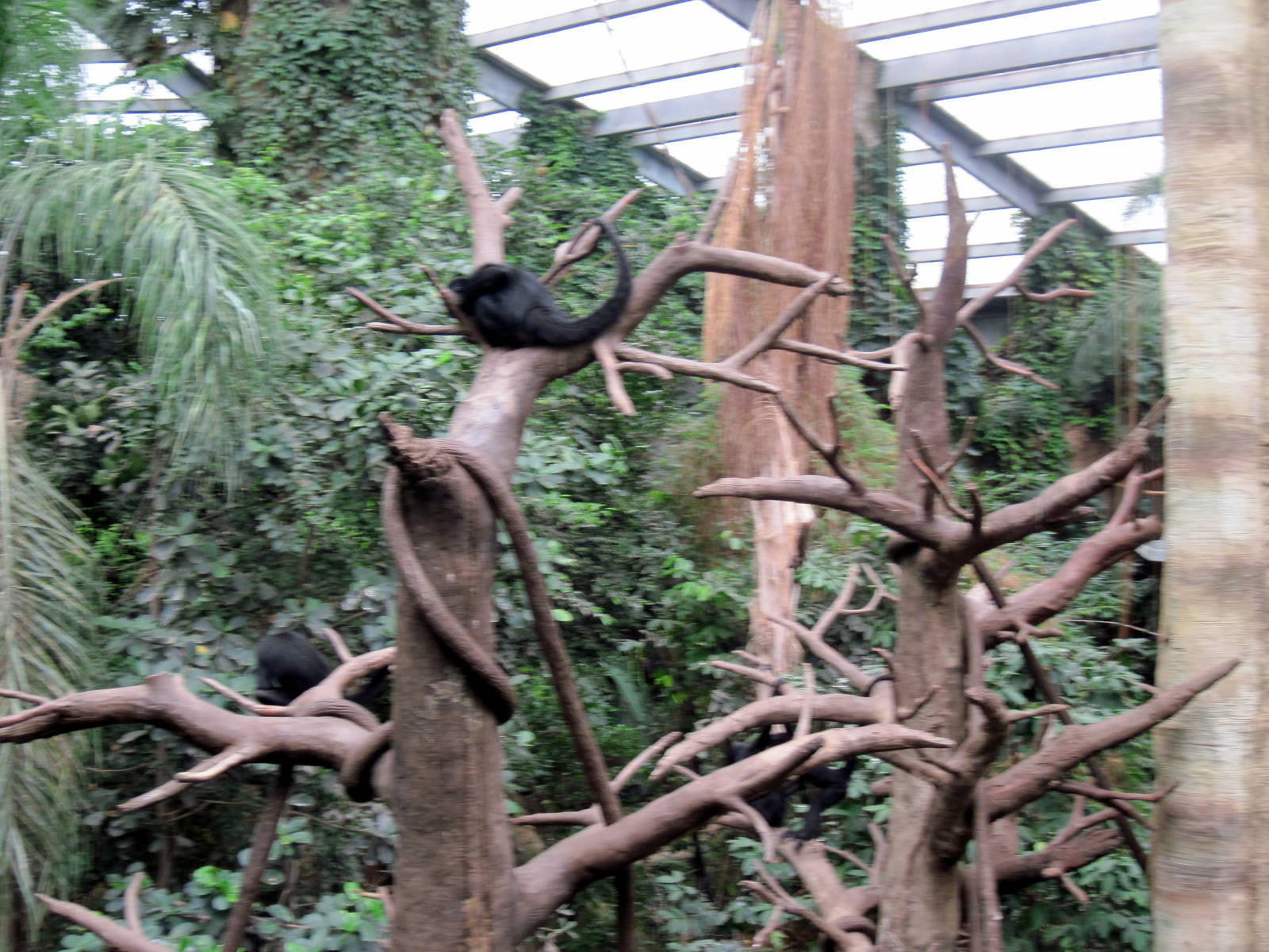 Lied Jungle-Spider Monkey/White-fronted Capuchin Monkey Exhibit