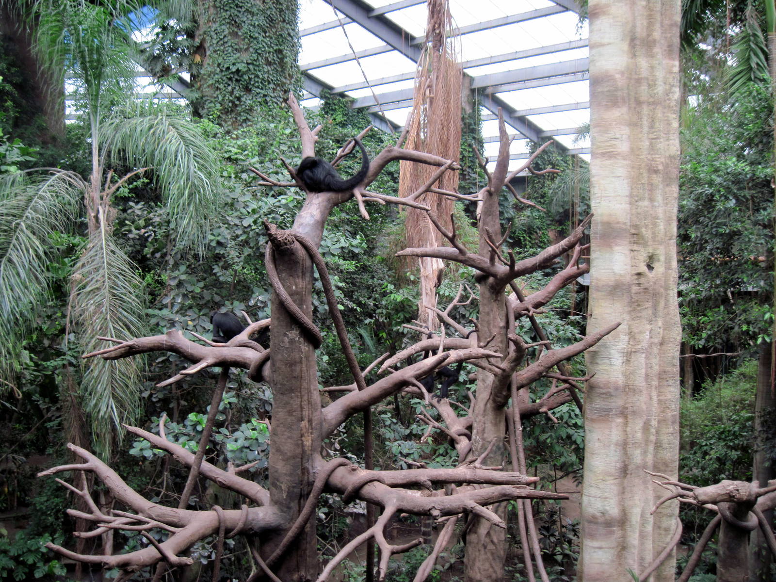 Lied Jungle-Spider Monkey/White-fronted Capuchin Monkey Exhibit