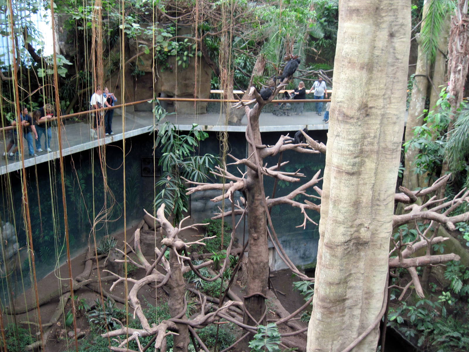 Lied Jungle-Spider Monkey/White-fronted Capuchin Monkey