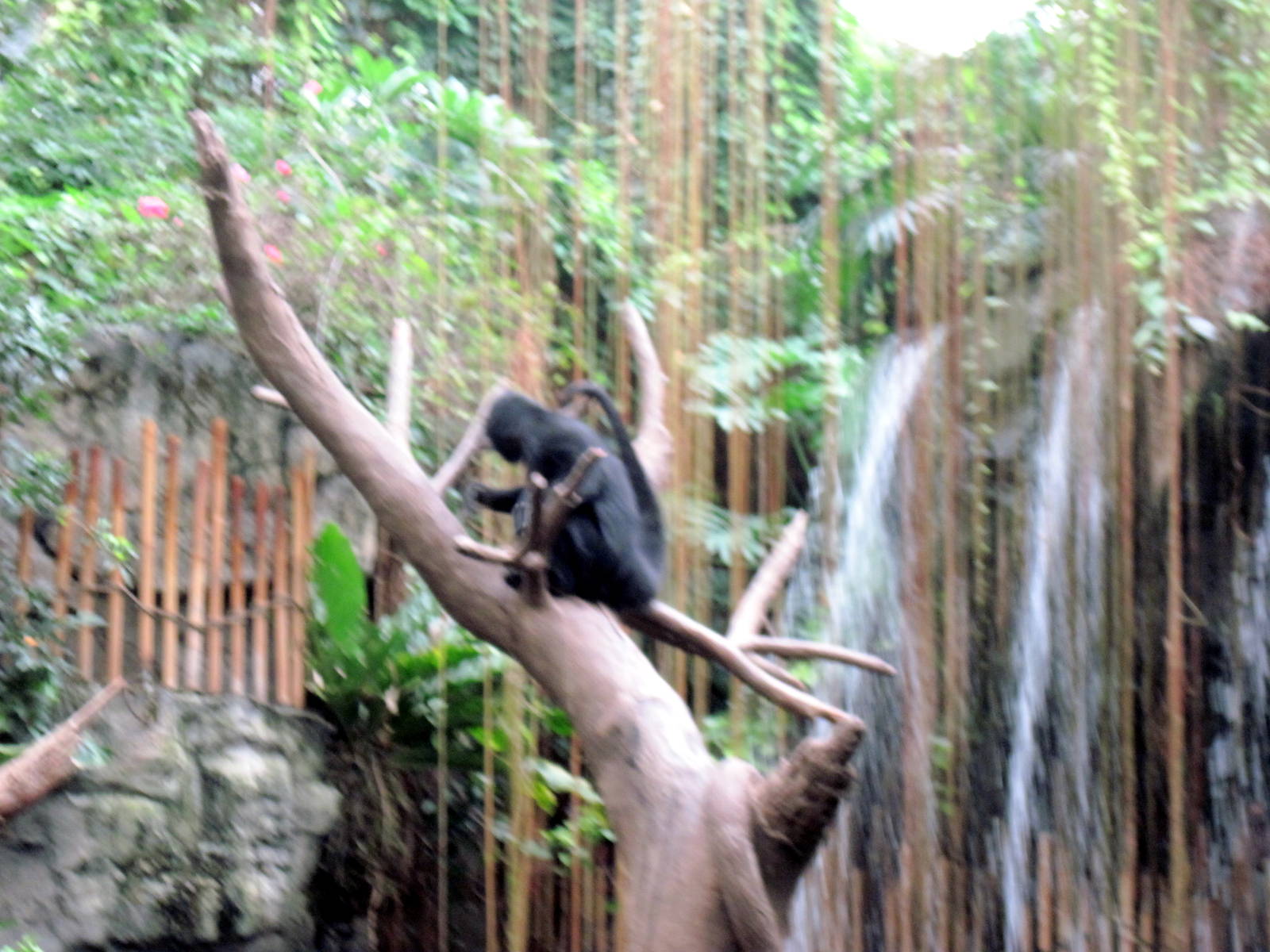 Lied Jungle-Spider Monkey