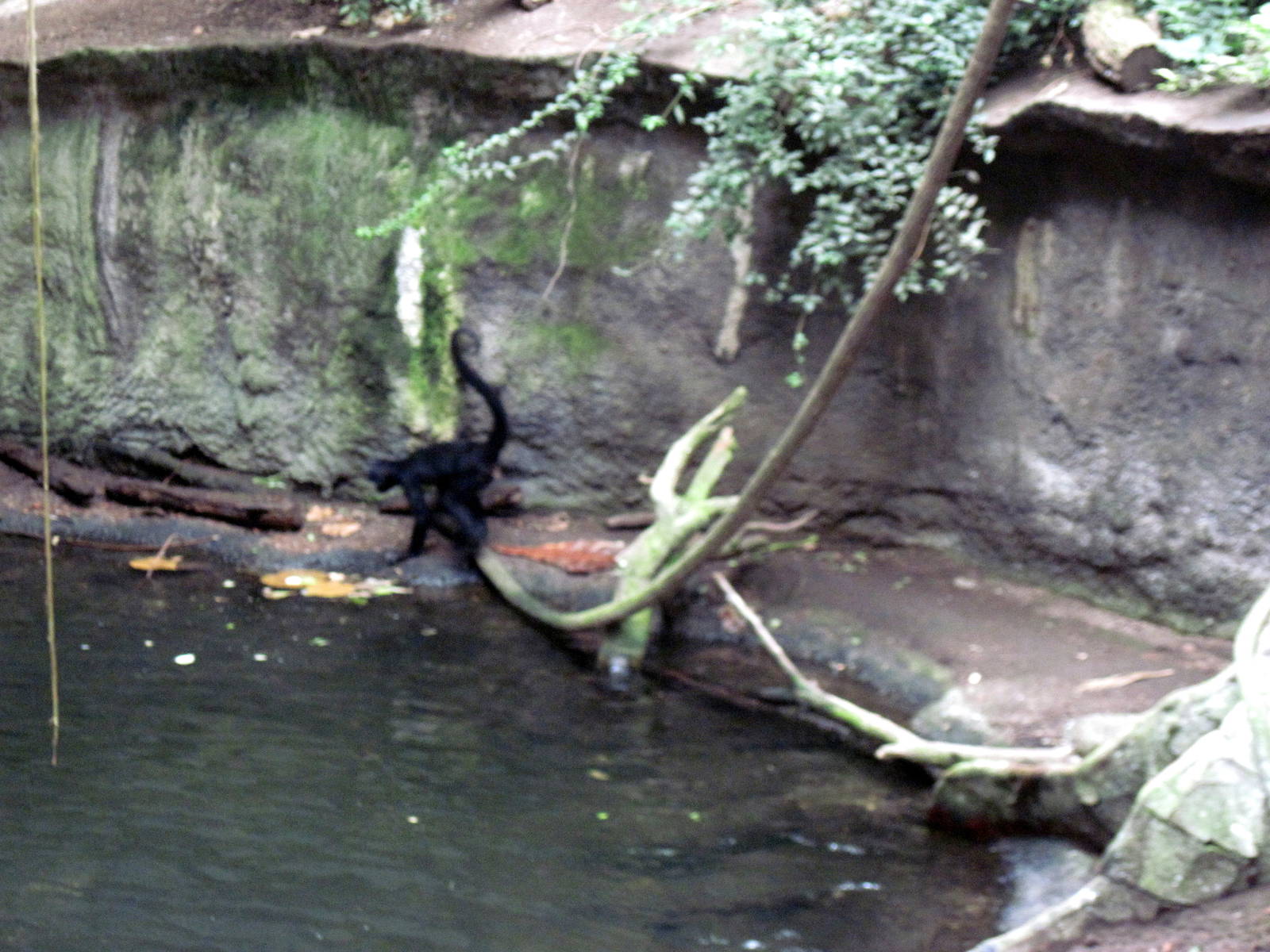 Lied Jungle-Spider Monkey