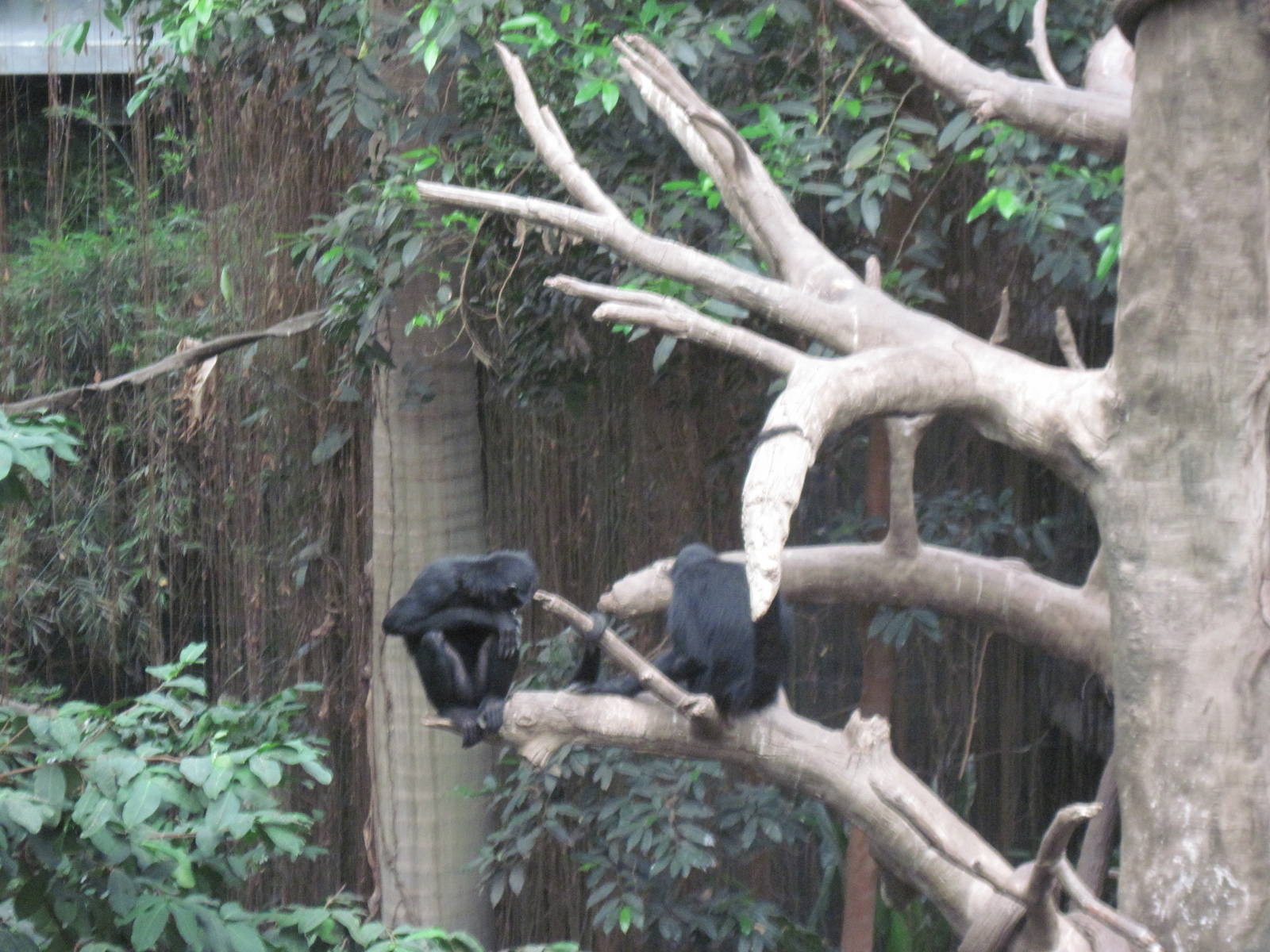 Lied Jungle-Spider Monkeys