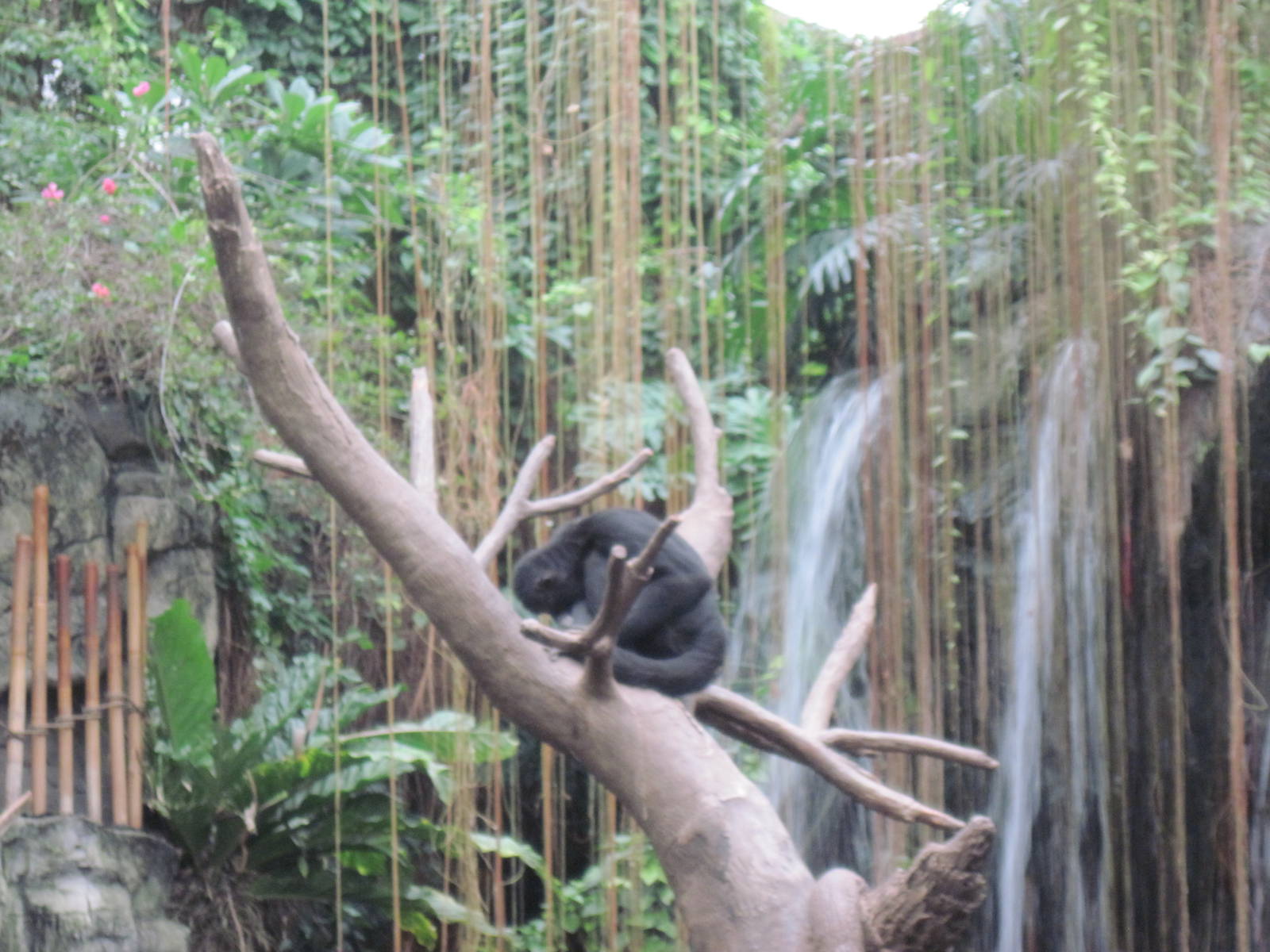Lied Jungle-Spider Monkeys