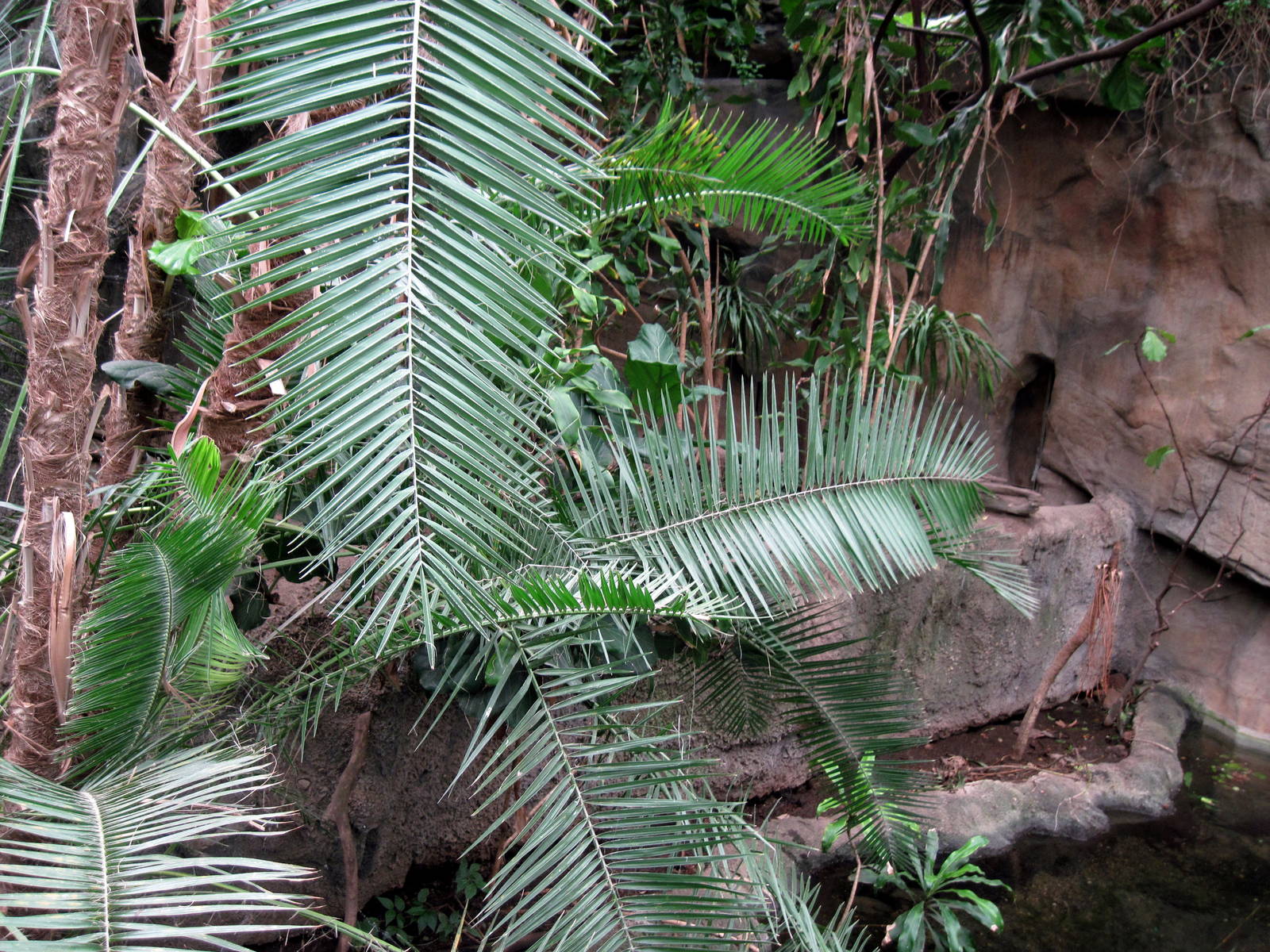 Lied Jungle-Spot-necked Otter Exhibit