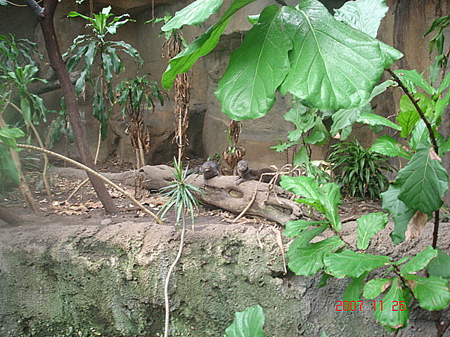 Lied Jungle-Spot-necked Otters