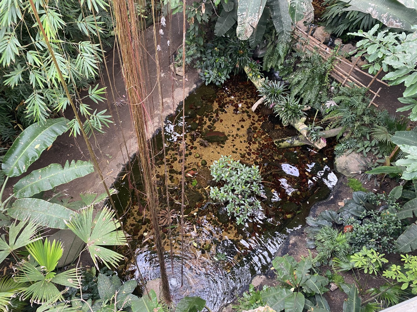 Lied Jungle - Spotted Amazon Stingray Pond