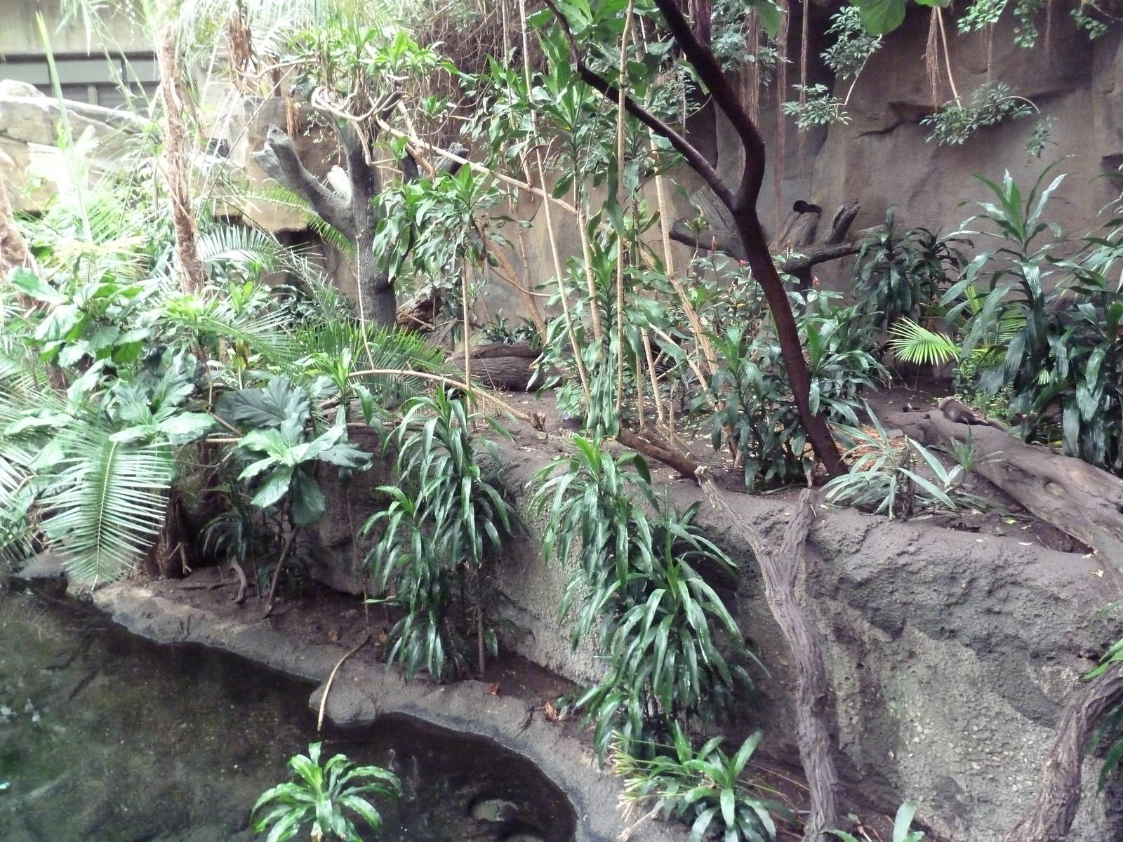 Lied Jungle - Spotted-Necked Otter Exhibit