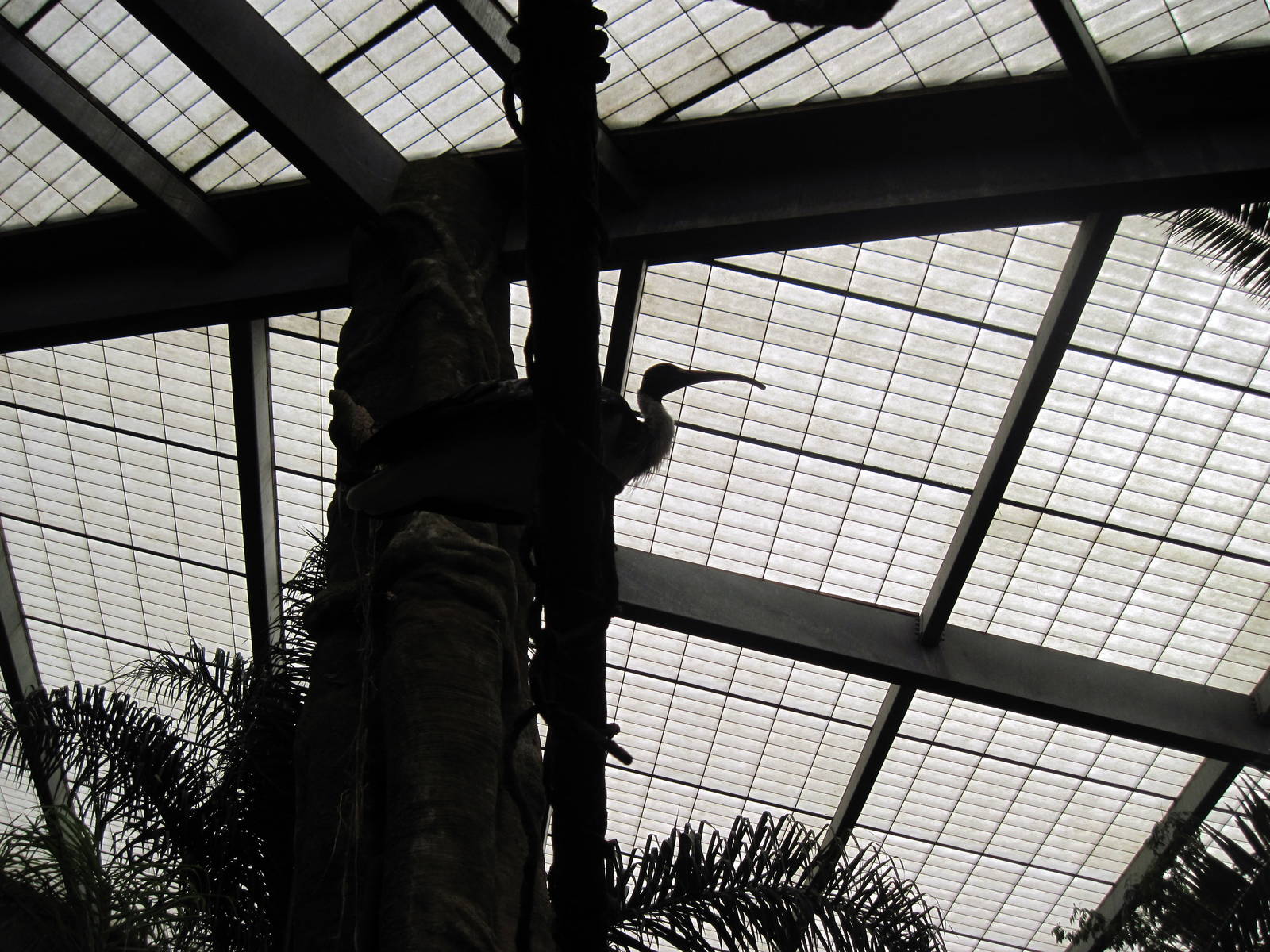 Lied Jungle-Straw-necked Ibis