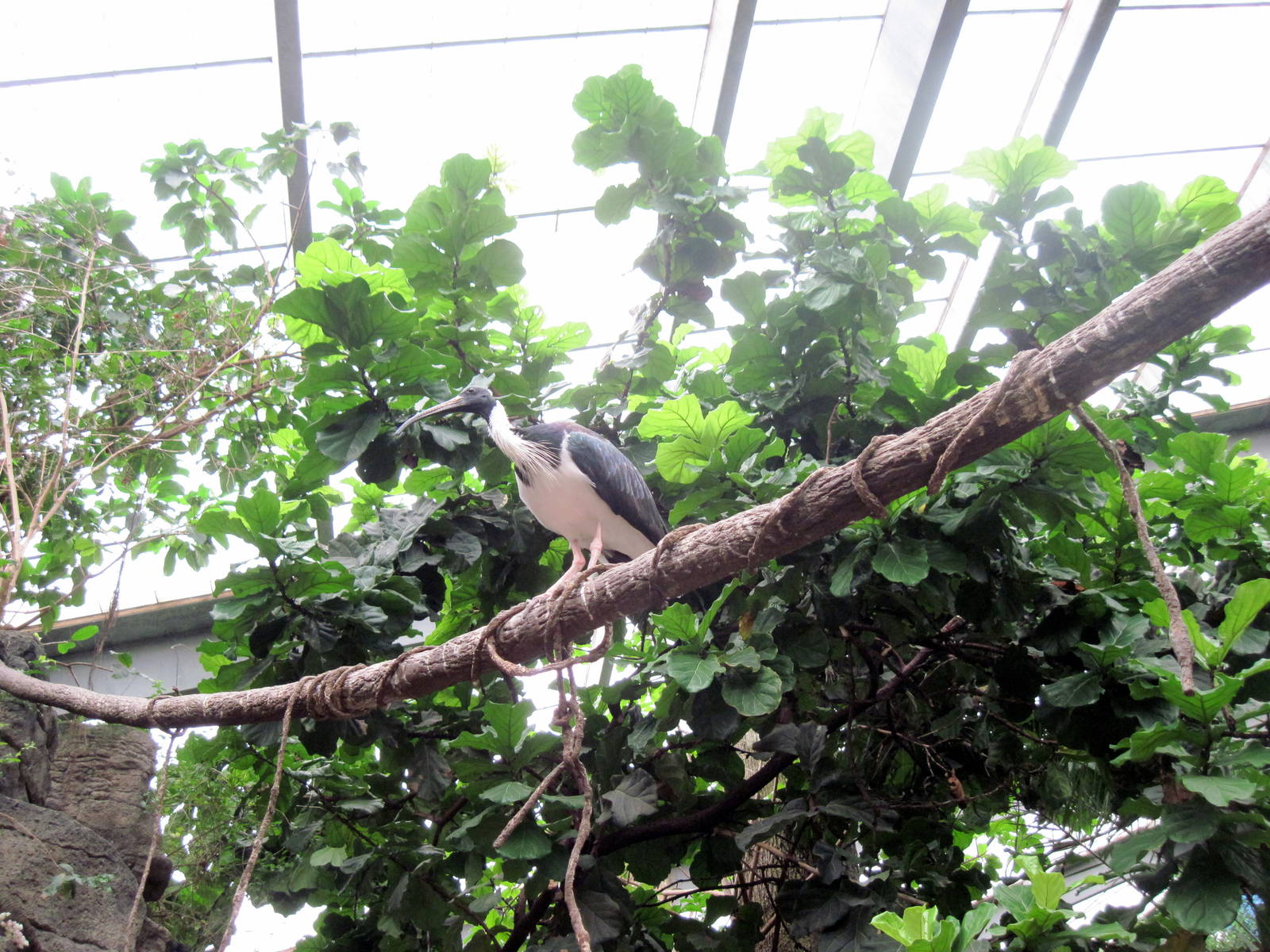Lied Jungle-Straw-necked Ibis