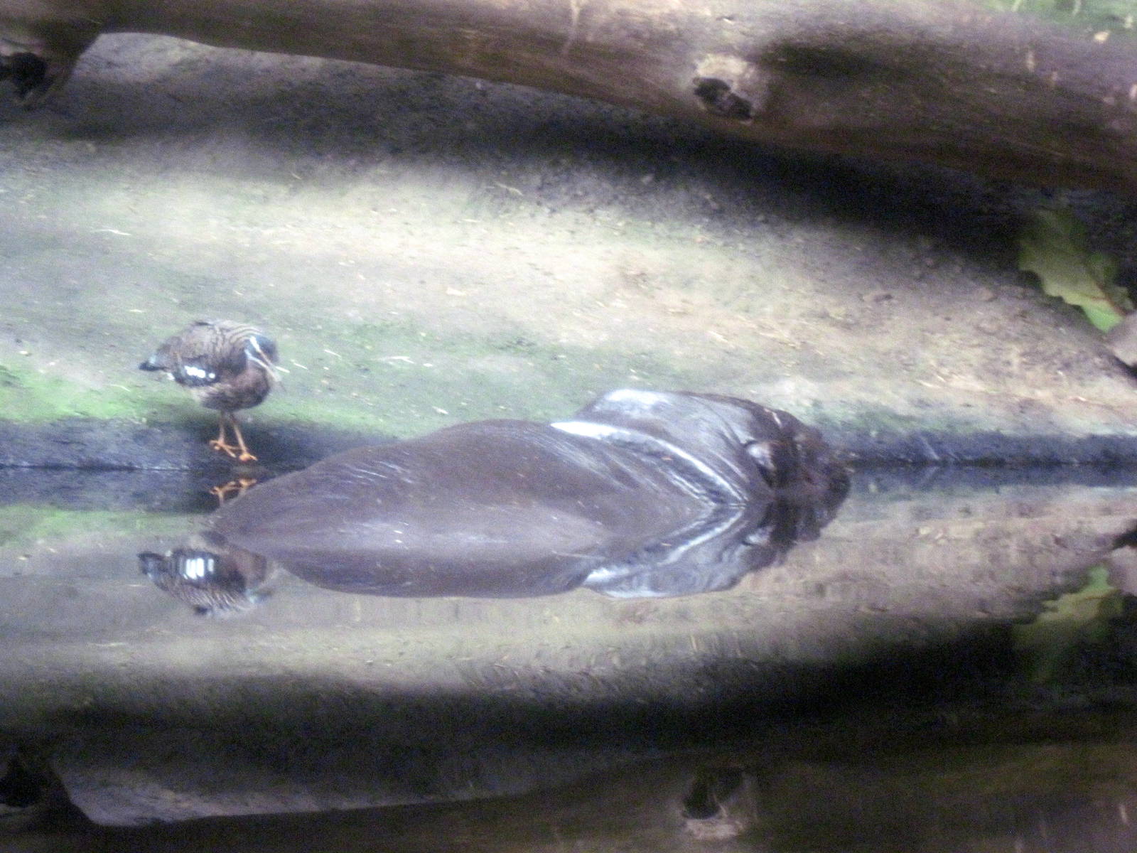 Lied Jungle-Sunbittern and Pygmy Hippopotamus