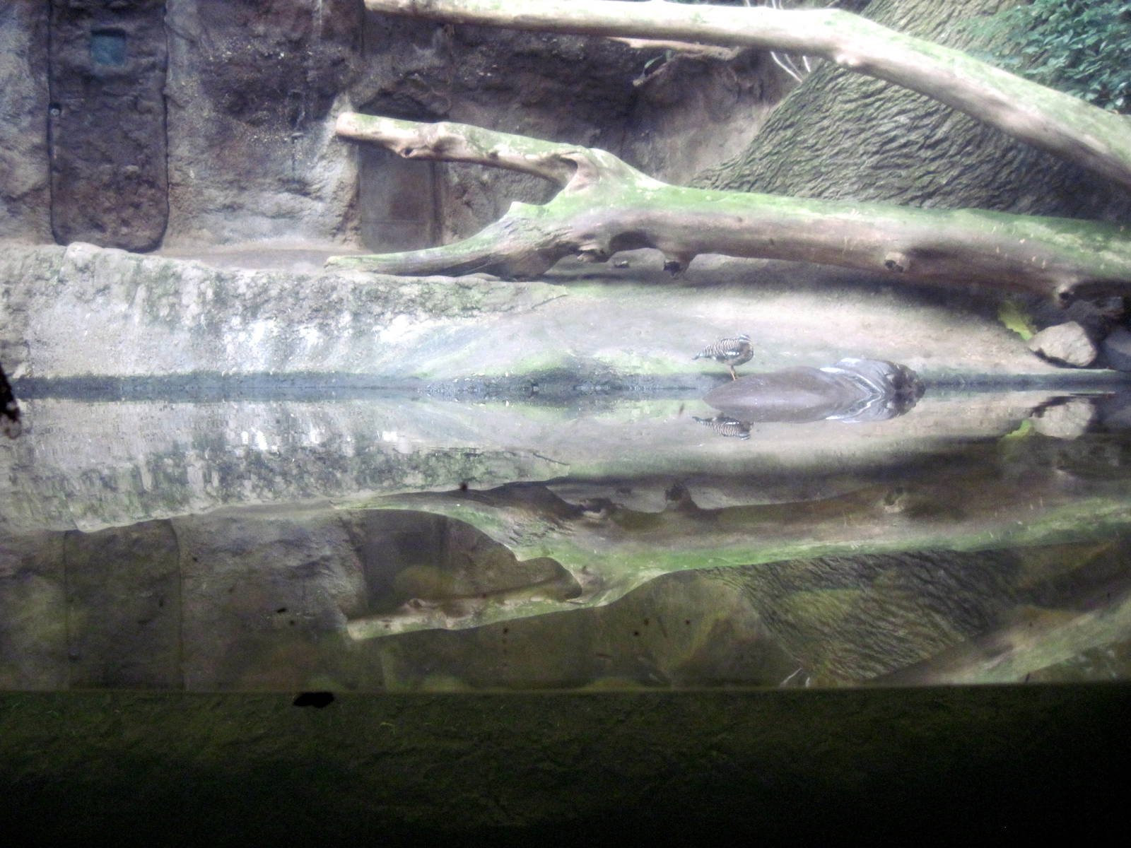 Lied Jungle-Sunbittern and Pygmy Hippopotamus