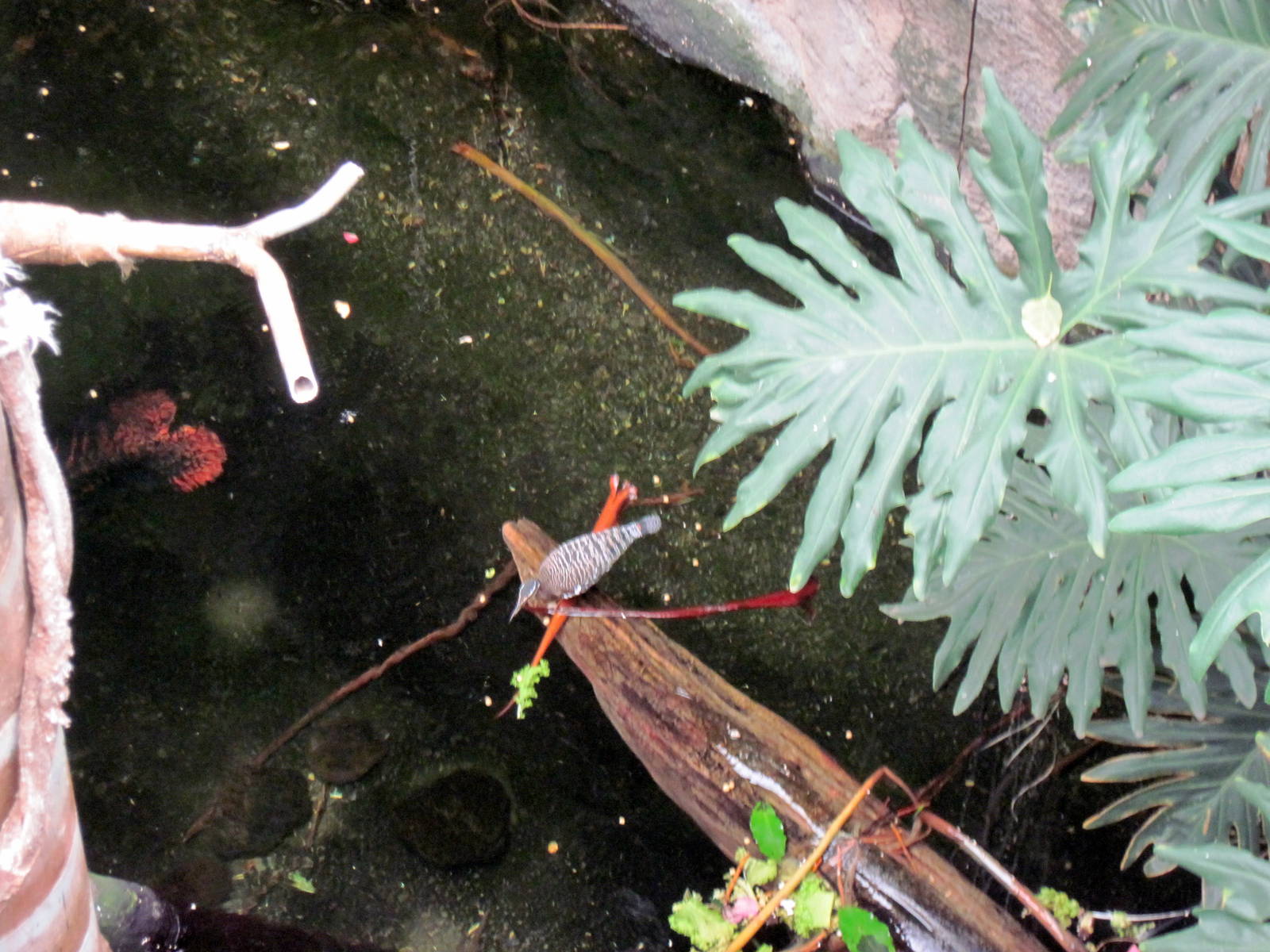 Lied Jungle-Sunbittern