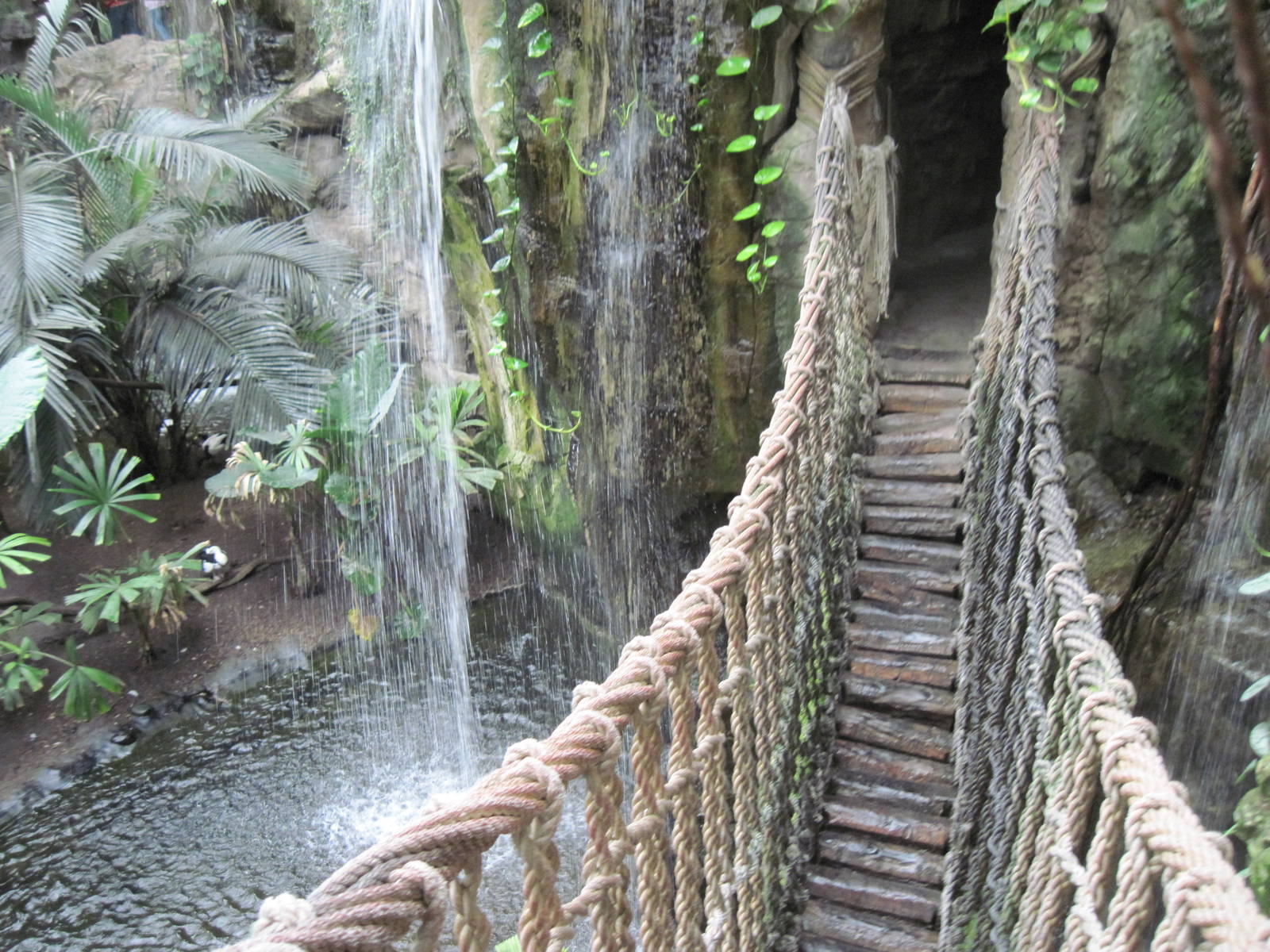 Lied Jungle-Swinging Bridge
