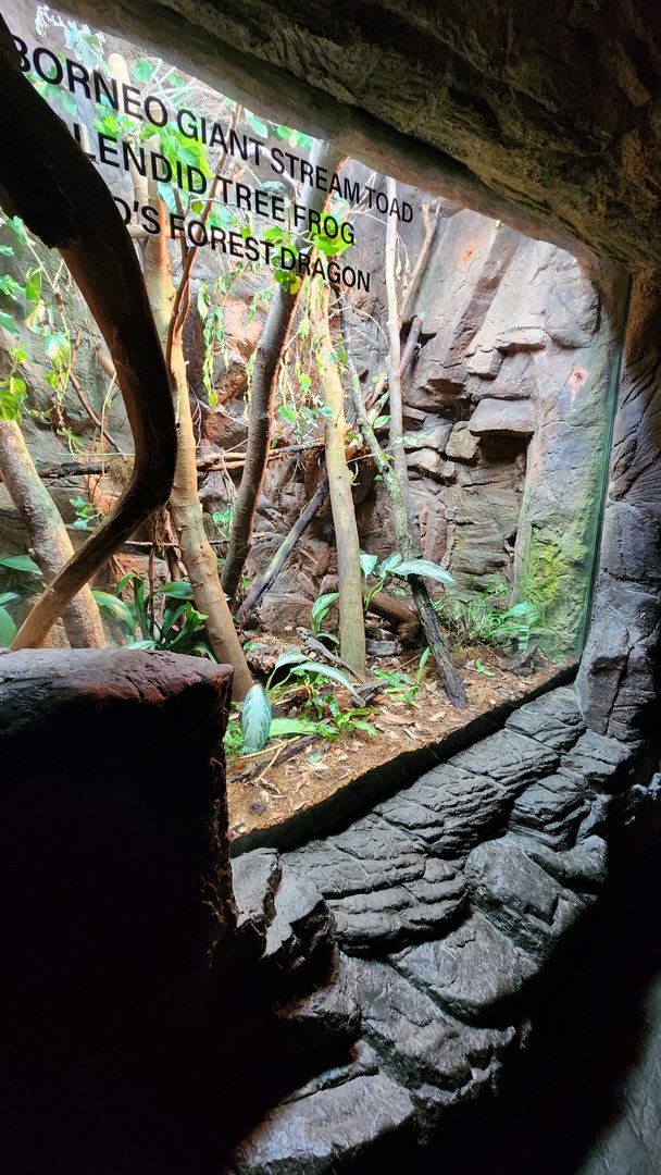 Lied Jungle Terrarium