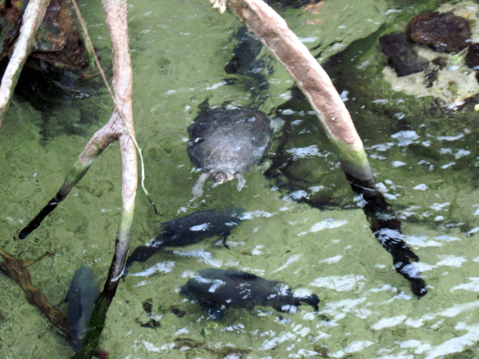 Lied Jungle-Turtle and Pacu