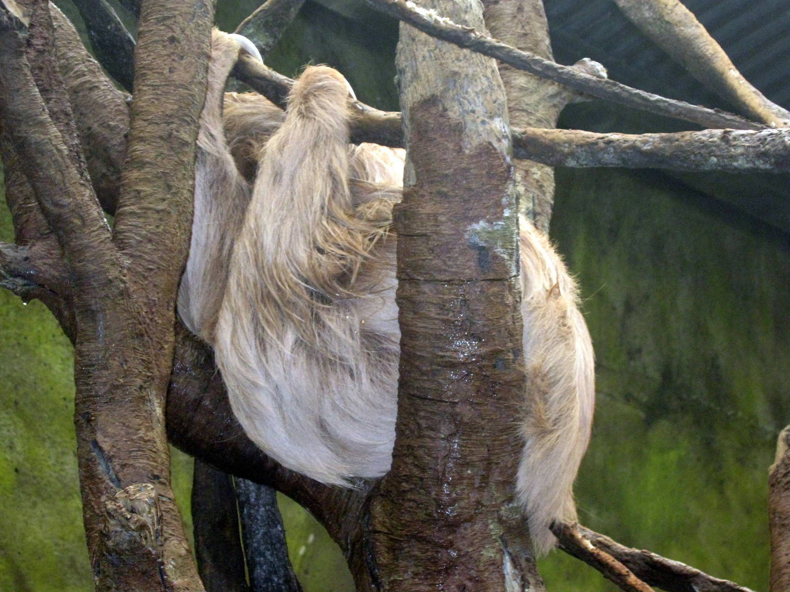 Lied Jungle-Two-toed Sloth