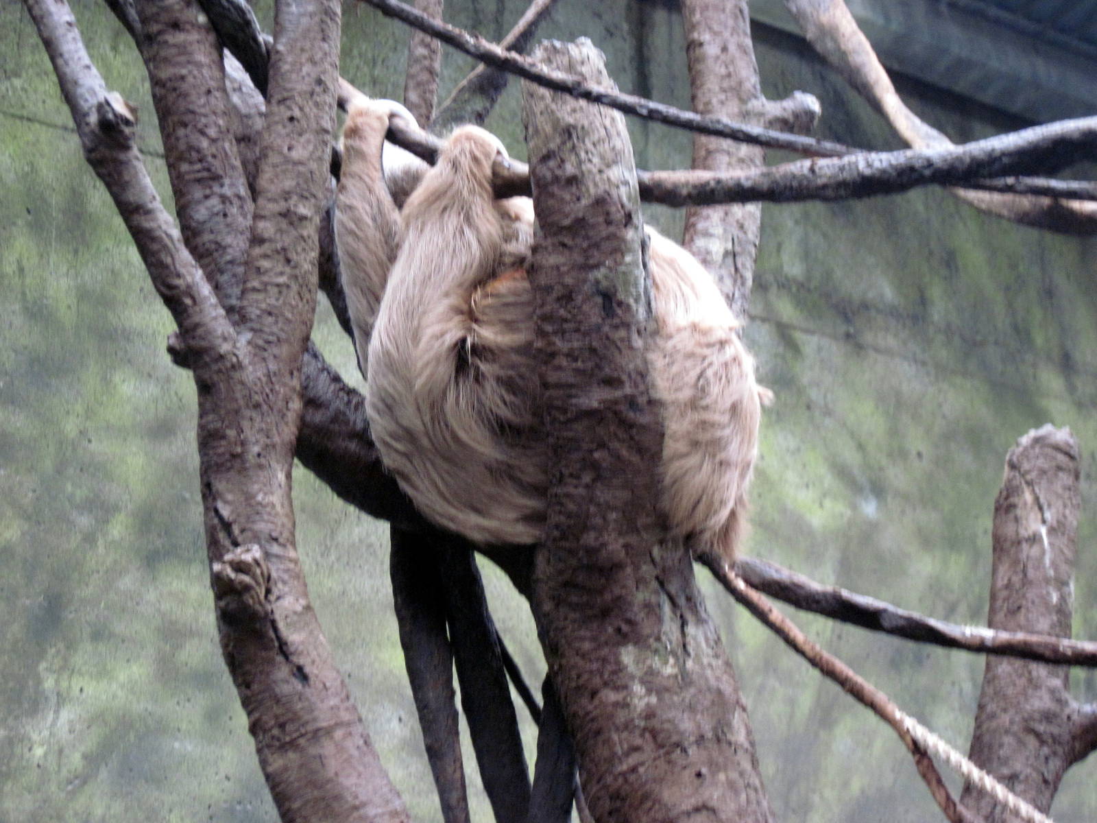 Lied Jungle-Two-toed Sloth