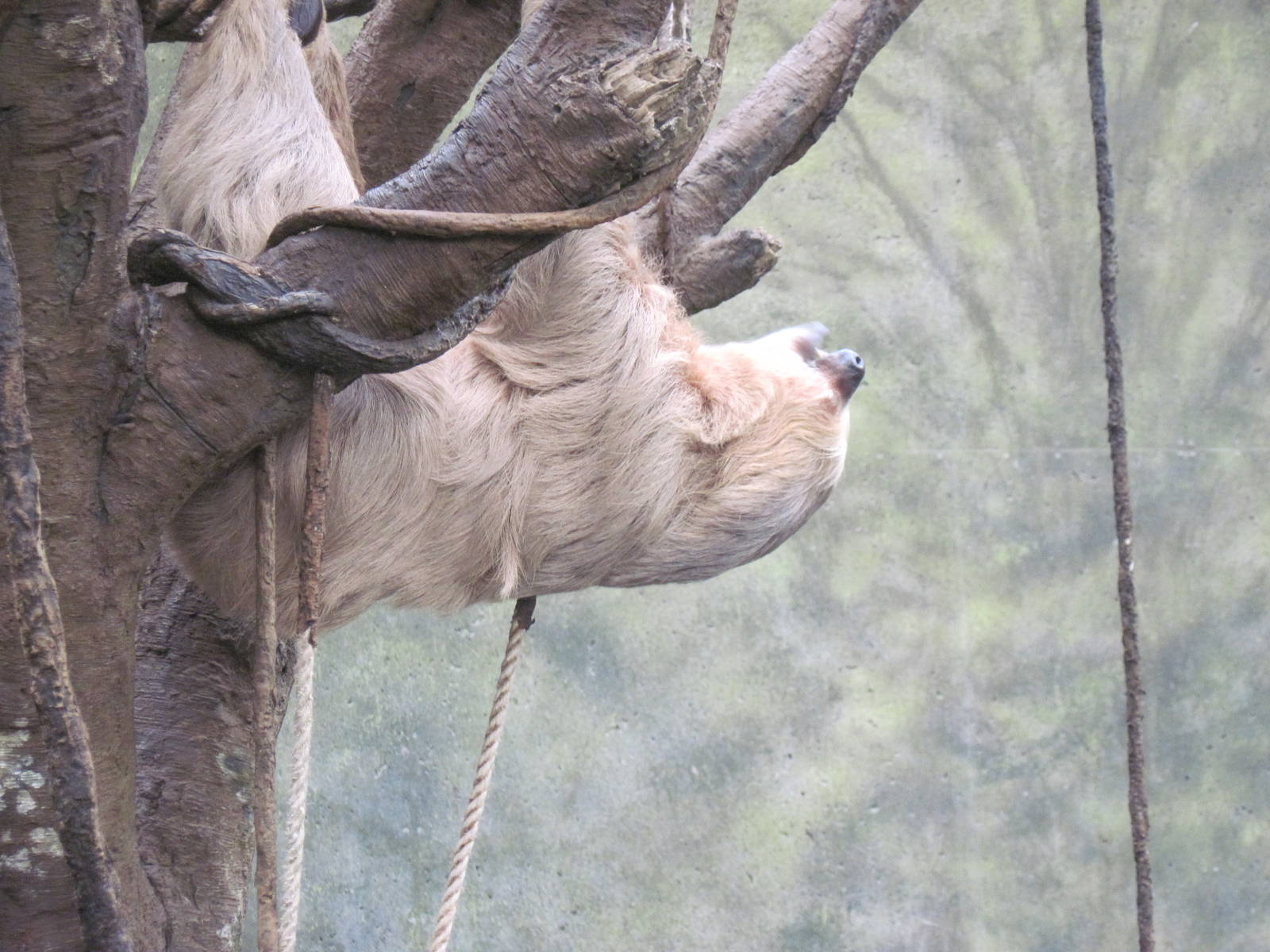 Lied Jungle-Two-toed Sloth