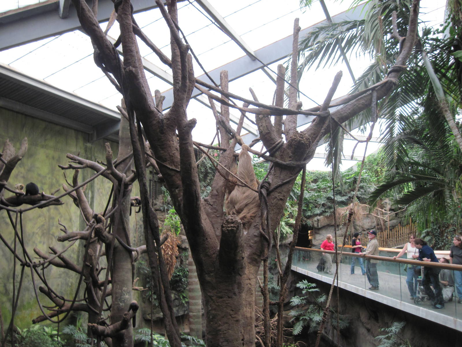 Lied Jungle-Two-toed