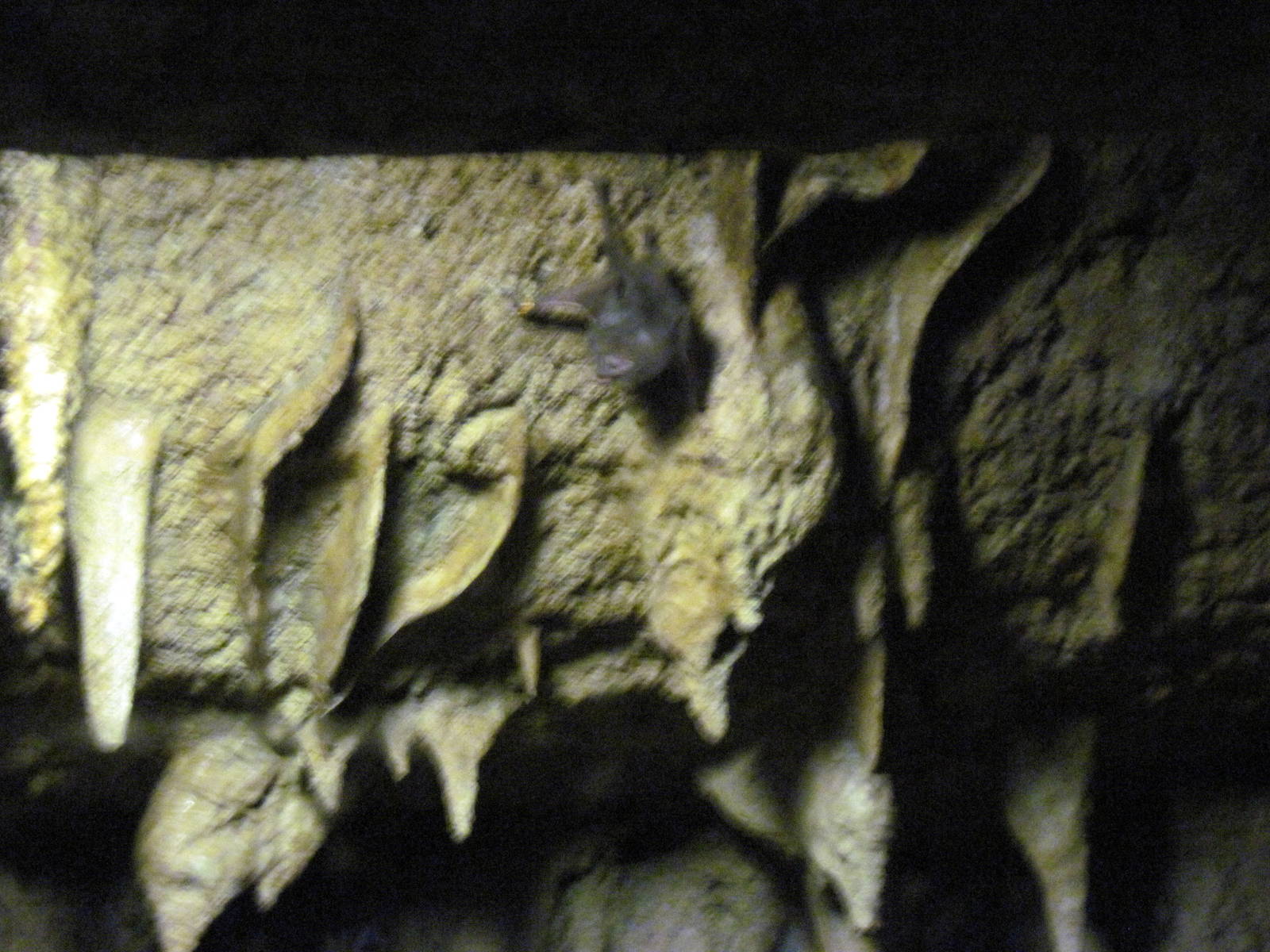 Lied Jungle-Vampire Bat