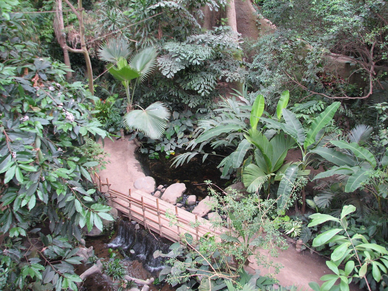 Lied Jungle - View down to Forest Floor Trail