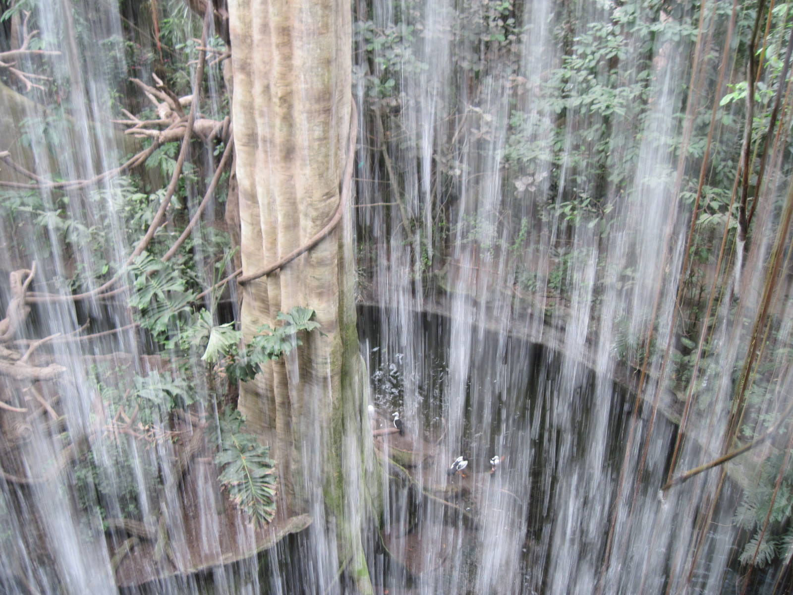 Lied Jungle-Waterfall