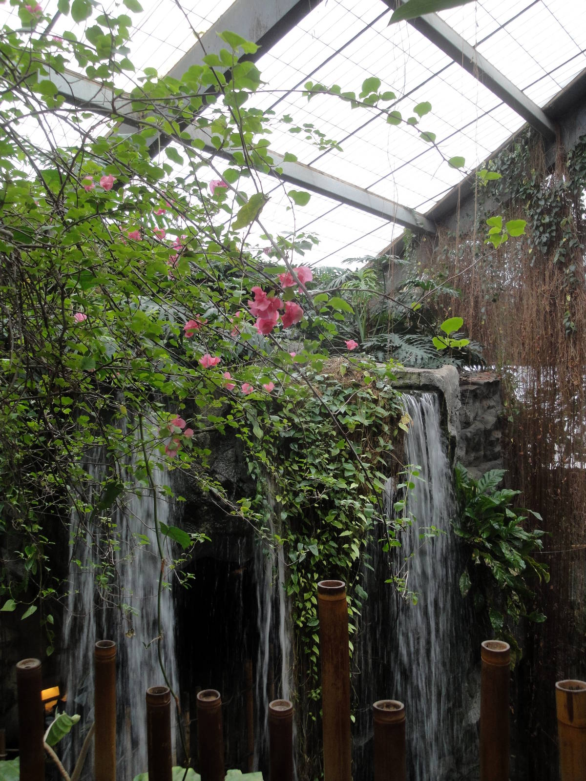 Lied Jungle Waterfall