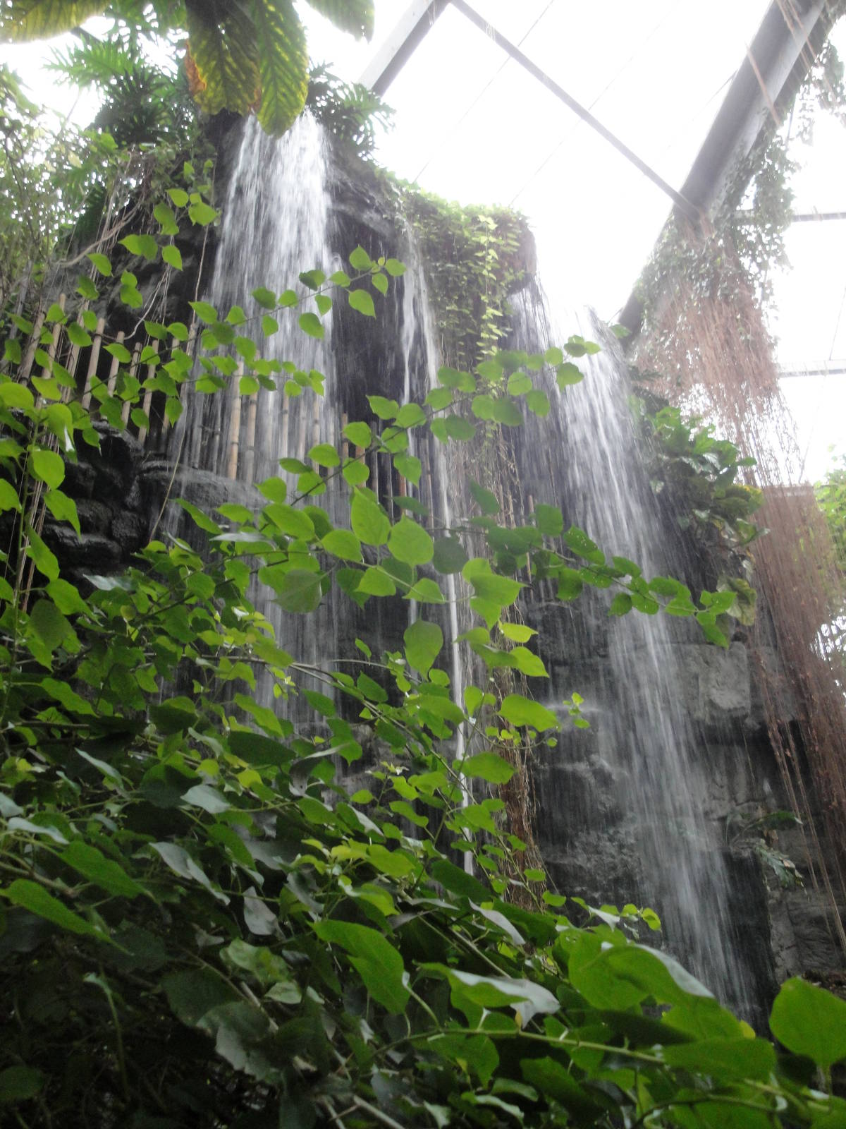 Lied Jungle Waterfall