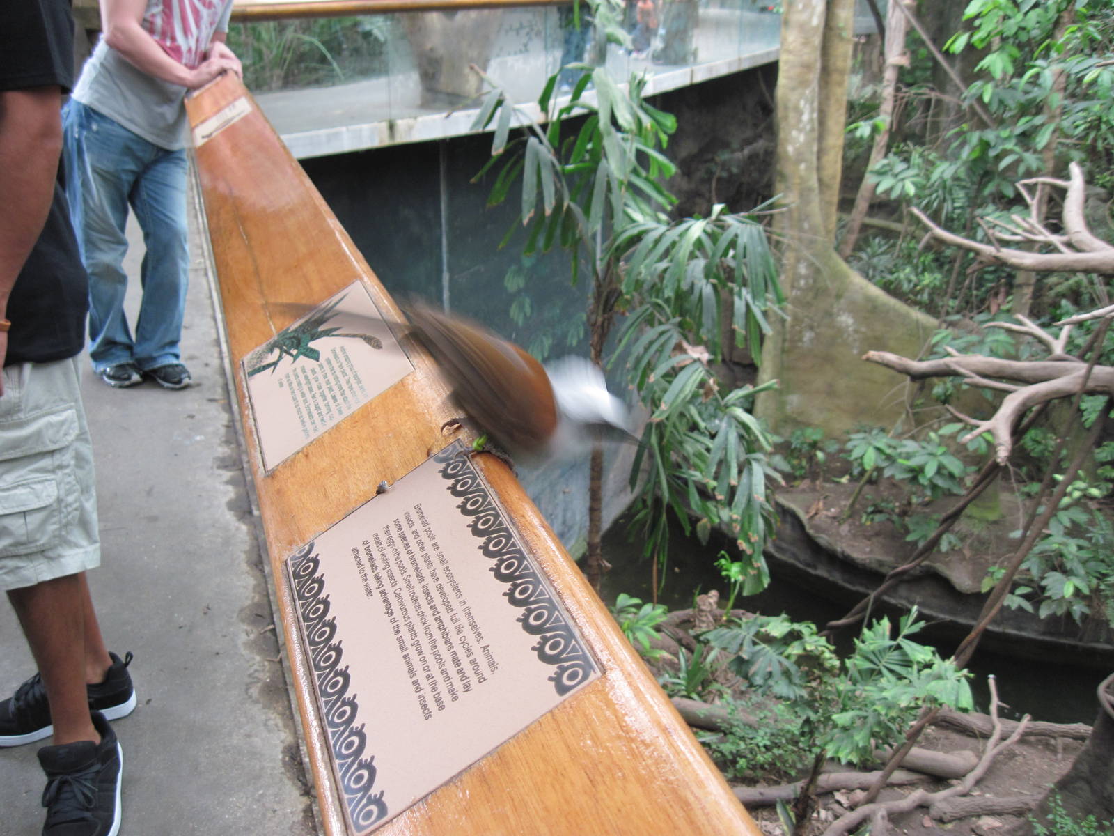 Lied Jungle-White-crested Laughing Thrush